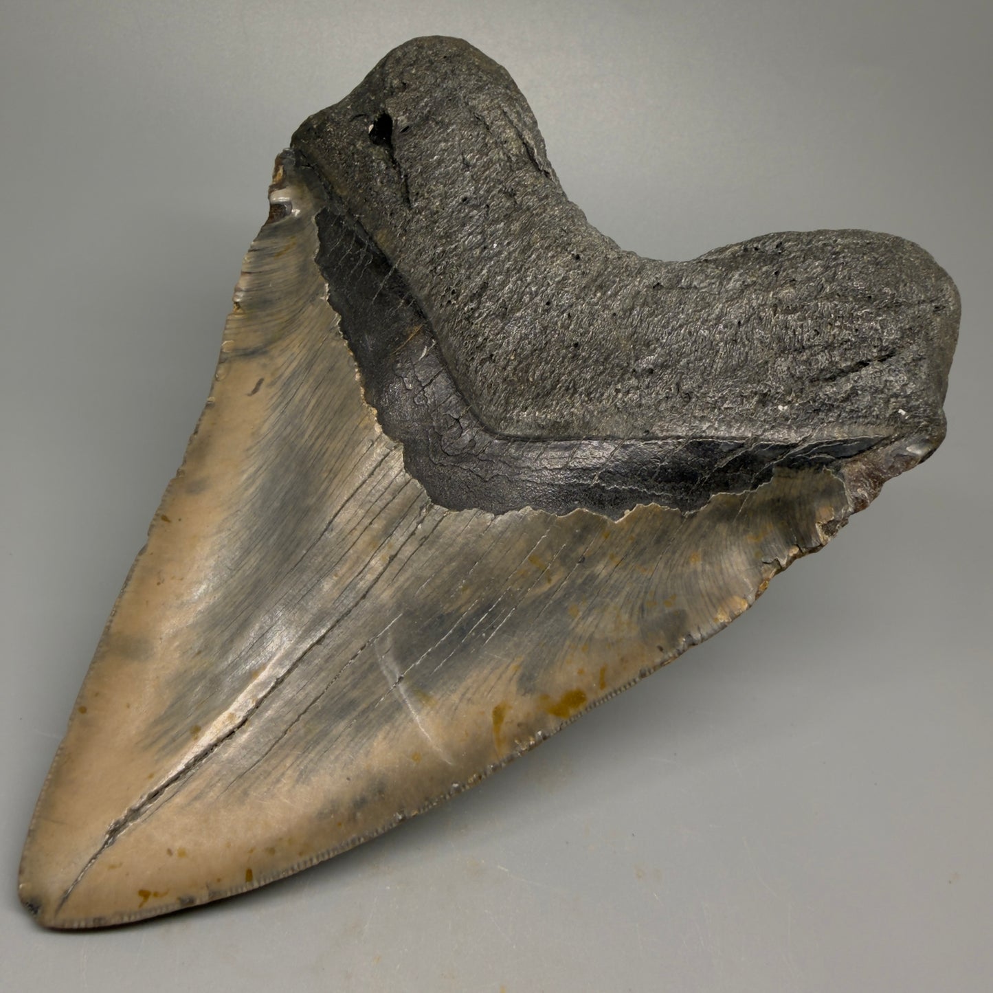 Huge, colorful 6.06" Fossil Megalodon Tooth - Wilmington North Carolina CM5377 - Back Right 