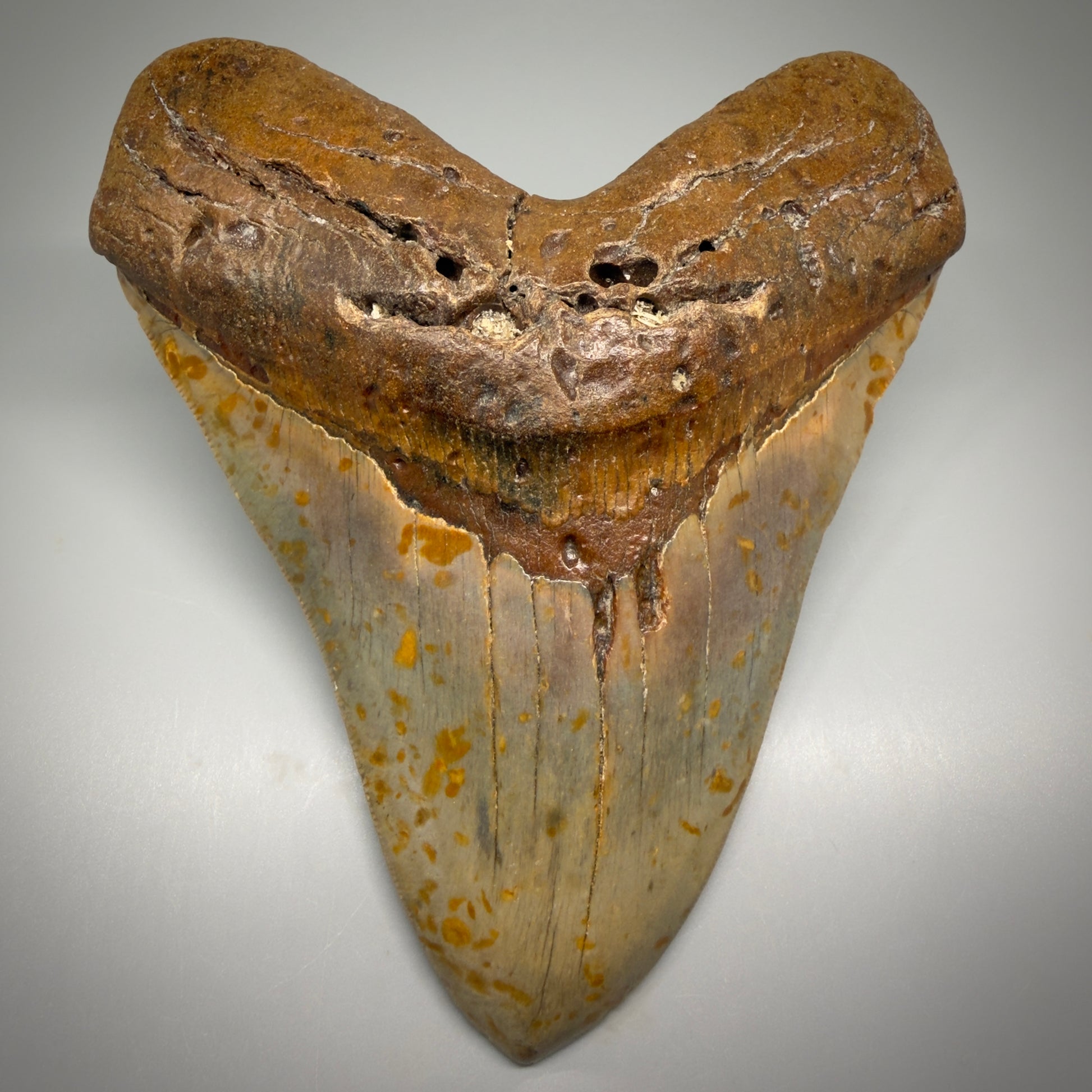 Extra Large, WIDE 6.04" Fossil Megalodon Tooth - Wilmington North Carolina CM5378 - Front 2
