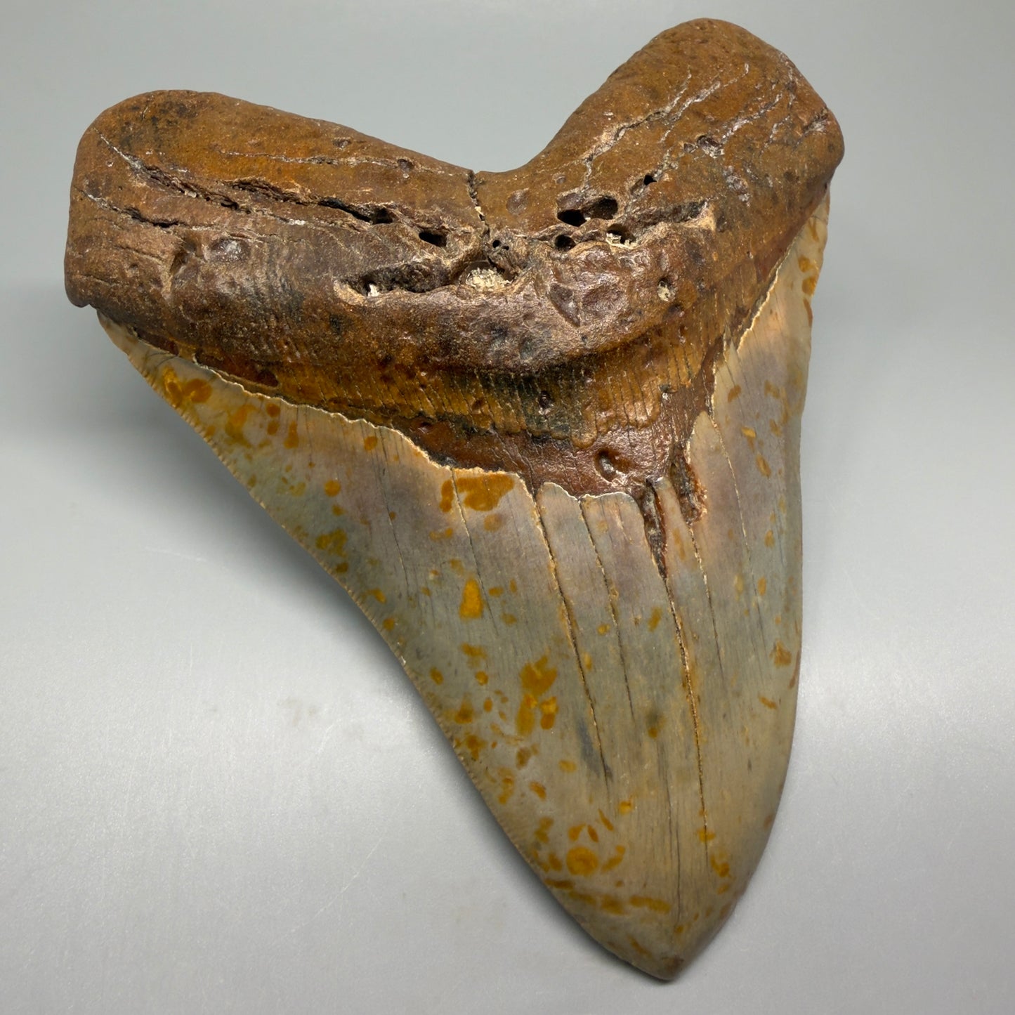 Extra Large, WIDE 6.04" Fossil Megalodon Tooth - Wilmington North Carolina CM5378 - Front Left