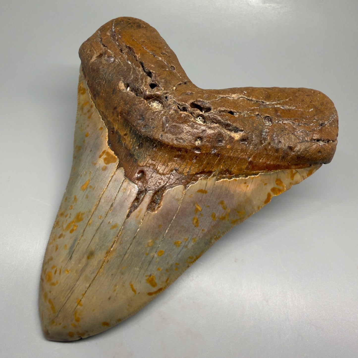 Extra Large, WIDE 6.04" Fossil Megalodon Tooth - Wilmington North Carolina CM5378 - Front Right