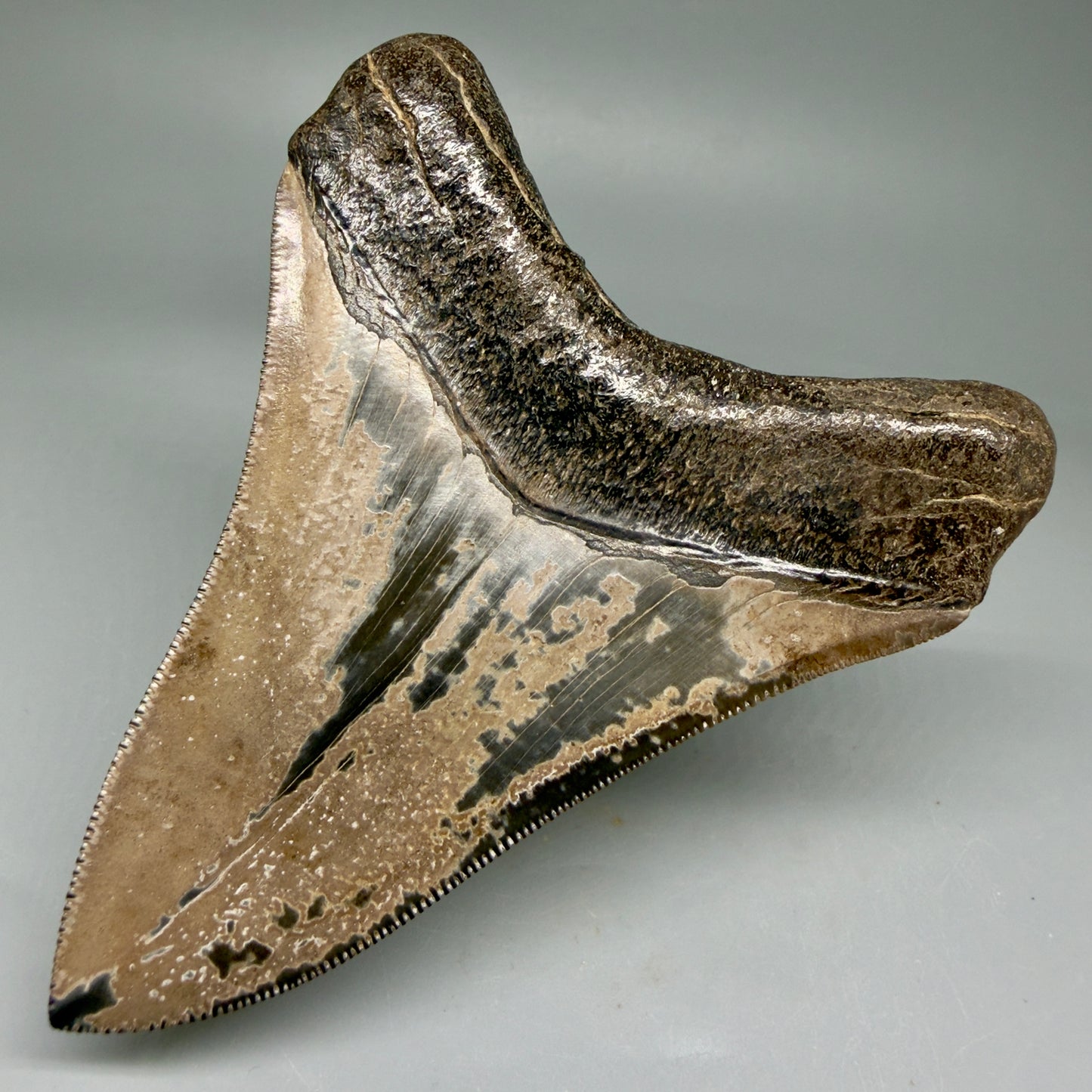 Back Right View 4.31" Fossil Megalodon Shark Tooth - Georgia - brown, sharply serrated - Collector's Quality CM5846 