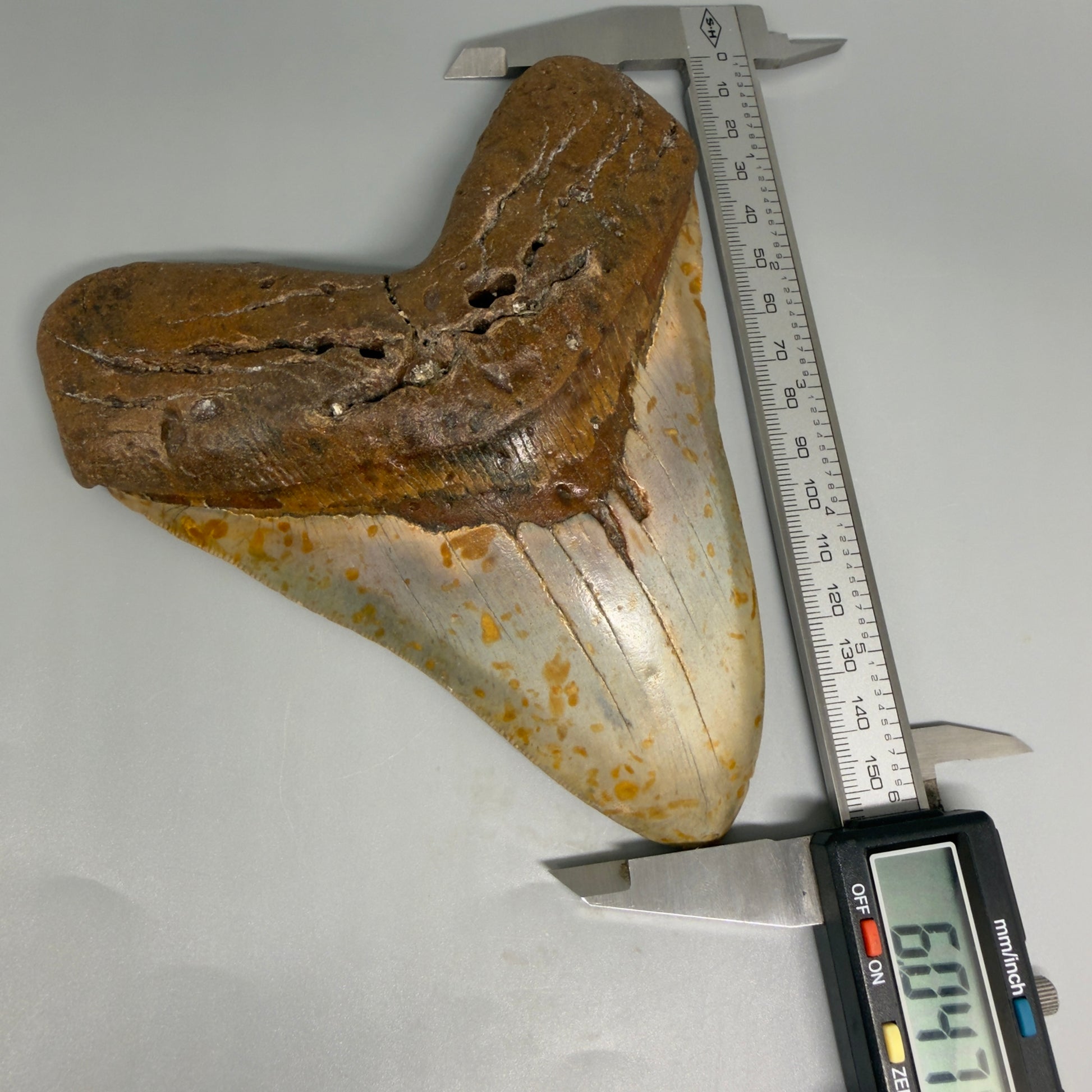 Extra Large, WIDE 6.04" Fossil Megalodon Tooth - Wilmington North Carolina CM5378 - Front in calipers 