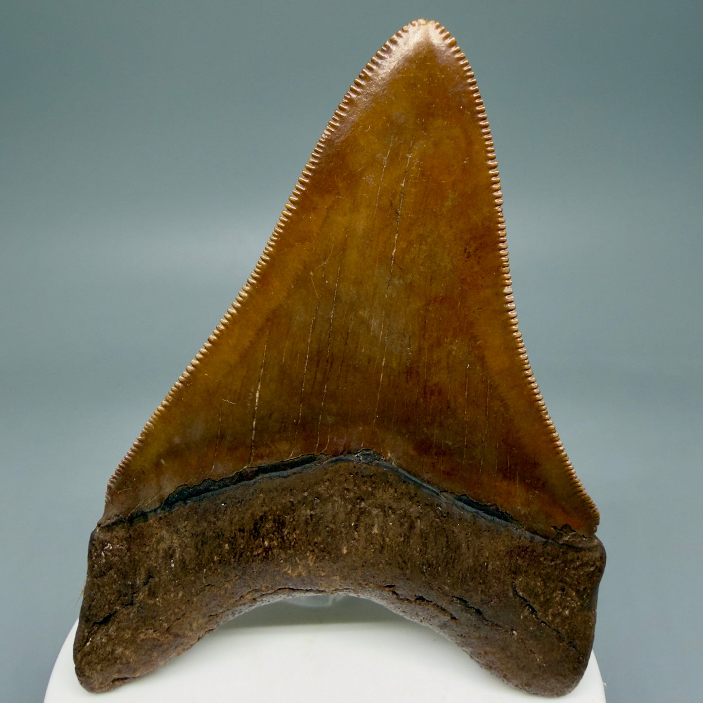 Back View 3.56" Fossil Megalodon Shark Tooth - Georgia - brown/red sharply serrated - Collector's Quality CM5845