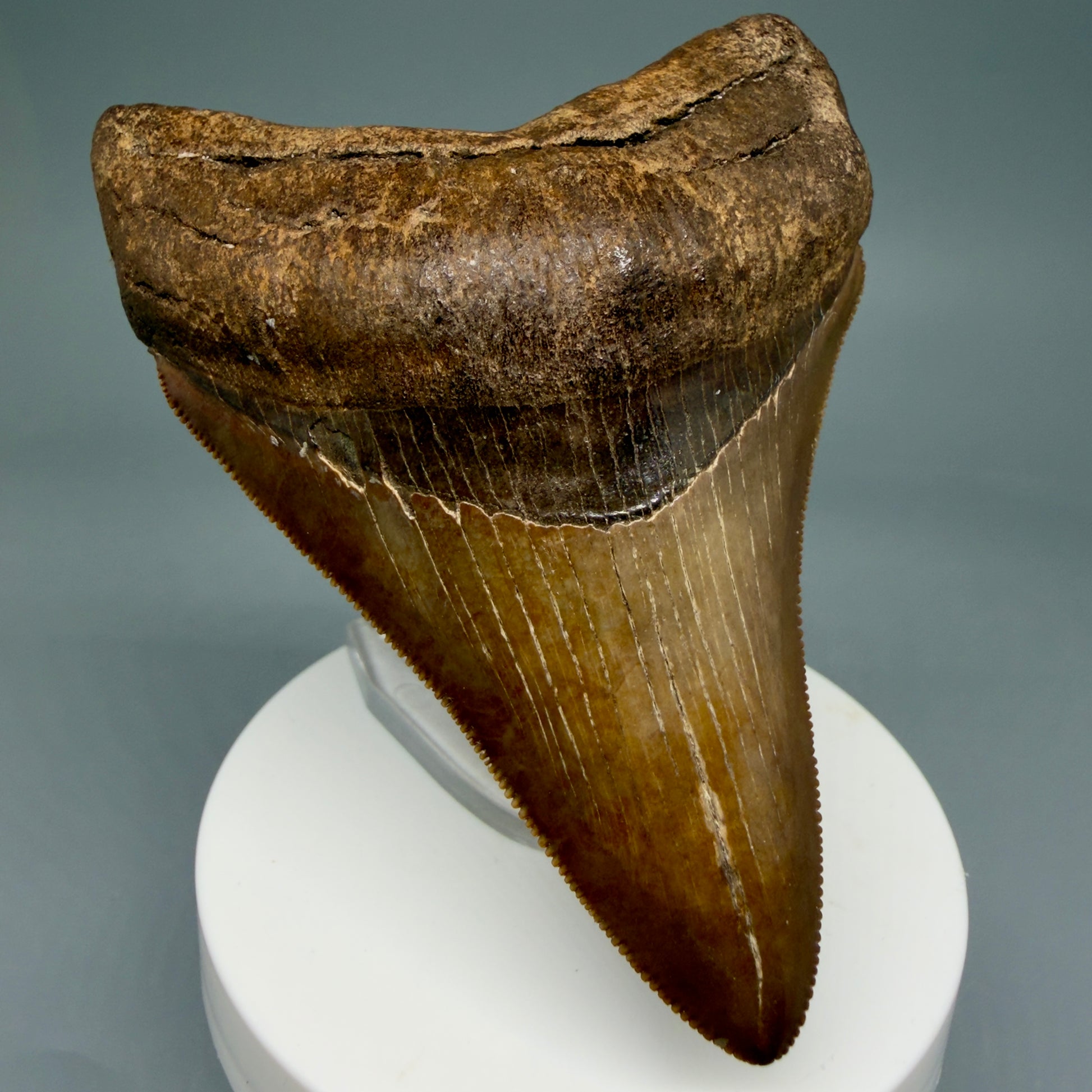 Front Left View 3.56" Fossil Megalodon Shark Tooth - Georgia - brown/red sharply serrated - Collector's Quality CM5845