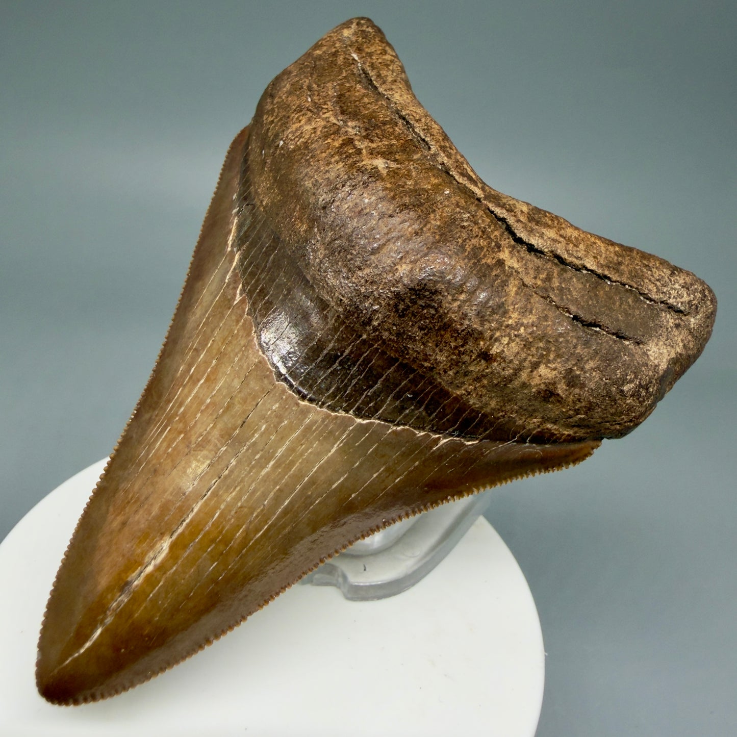 Front Right View 3.56" Fossil Megalodon Shark Tooth - Georgia - brown/red sharply serrated - Collector's Quality CM5845