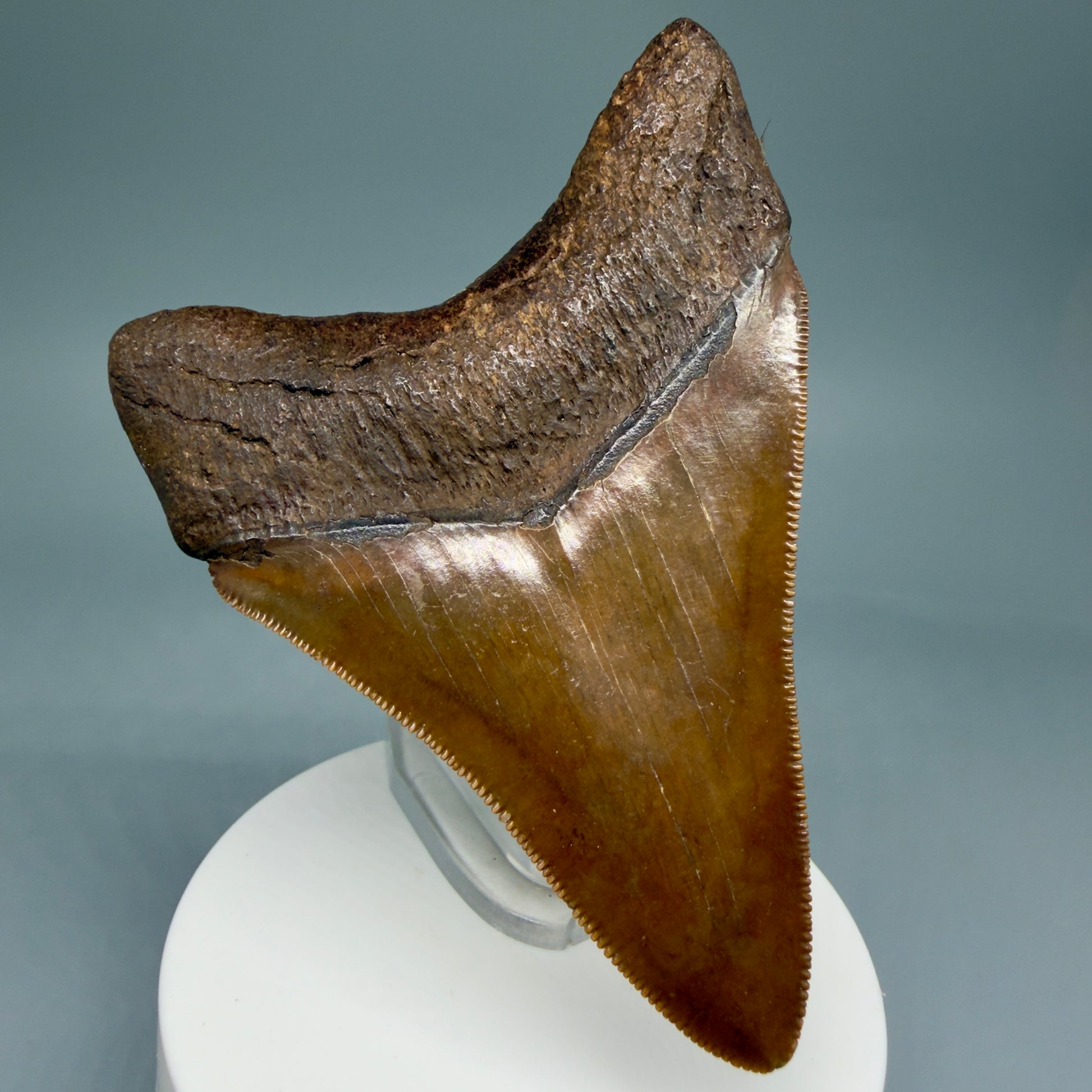 Back Left View 3.56" Fossil Megalodon Shark Tooth - Georgia - brown/red sharply serrated - Collector's Quality CM5845