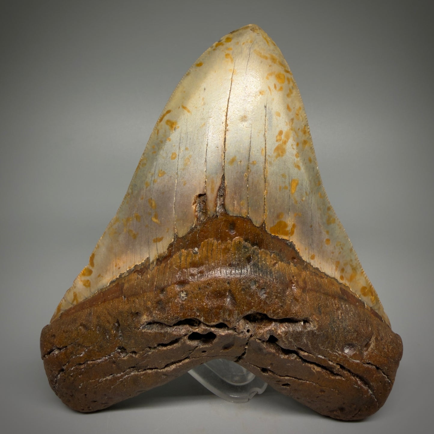 Extra Large, WIDE 6.04" Fossil Megalodon Tooth - Wilmington North Carolina CM5378 - Front 1