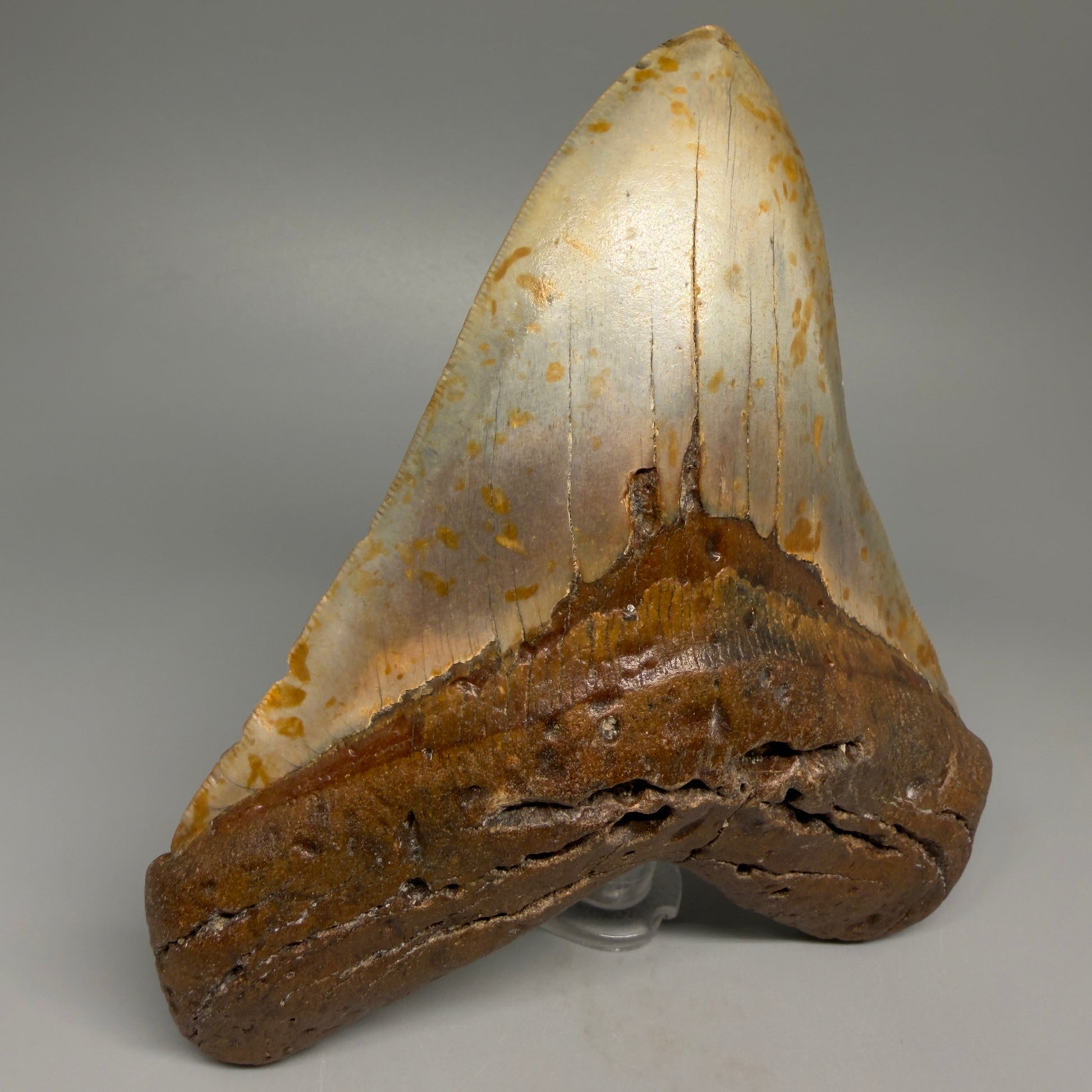 Extra Large, WIDE 6.04" Fossil Megalodon Tooth - Wilmington North Carolina CM5378 - Front Left 1