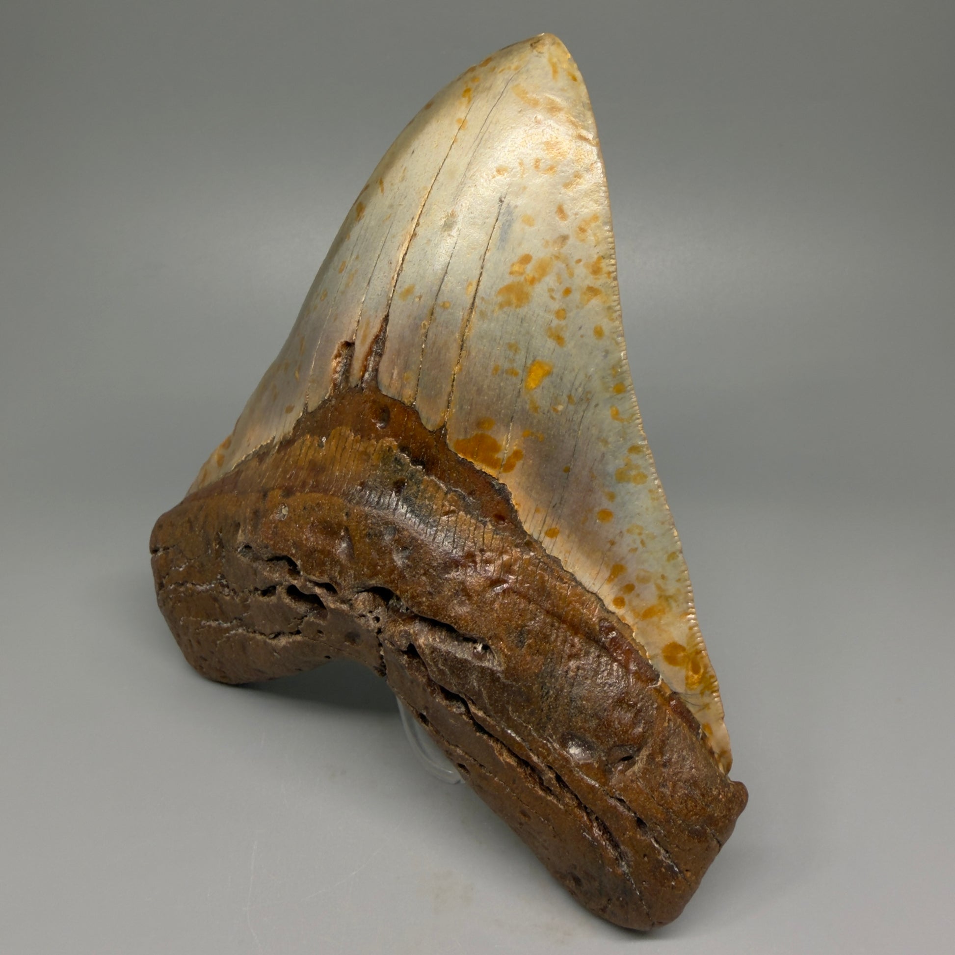 Extra Large, WIDE 6.04" Fossil Megalodon Tooth - Wilmington North Carolina CM5378 - Front Right 1