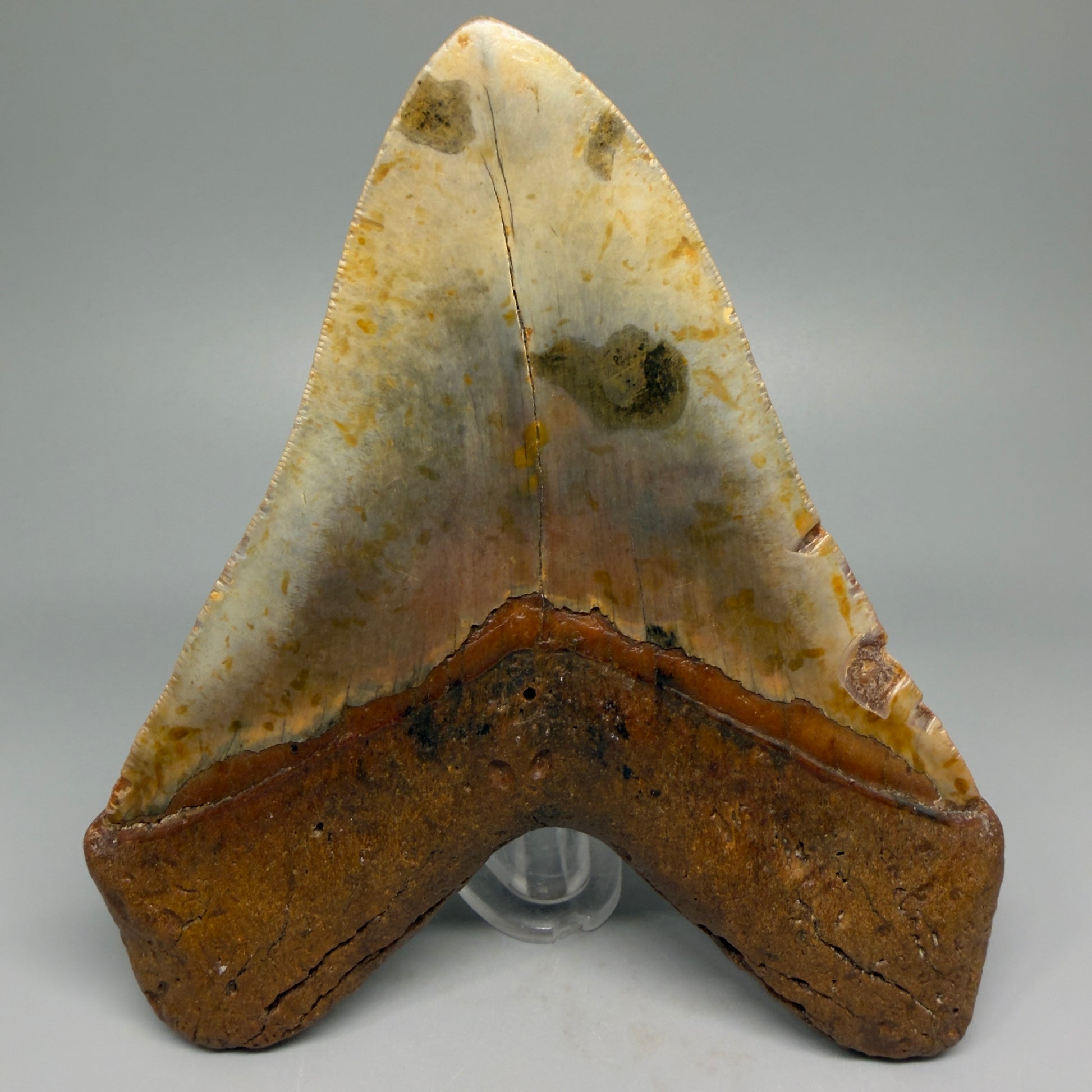 Extra Large, WIDE 6.04" Fossil Megalodon Tooth - Wilmington North Carolina CM5378 - Back