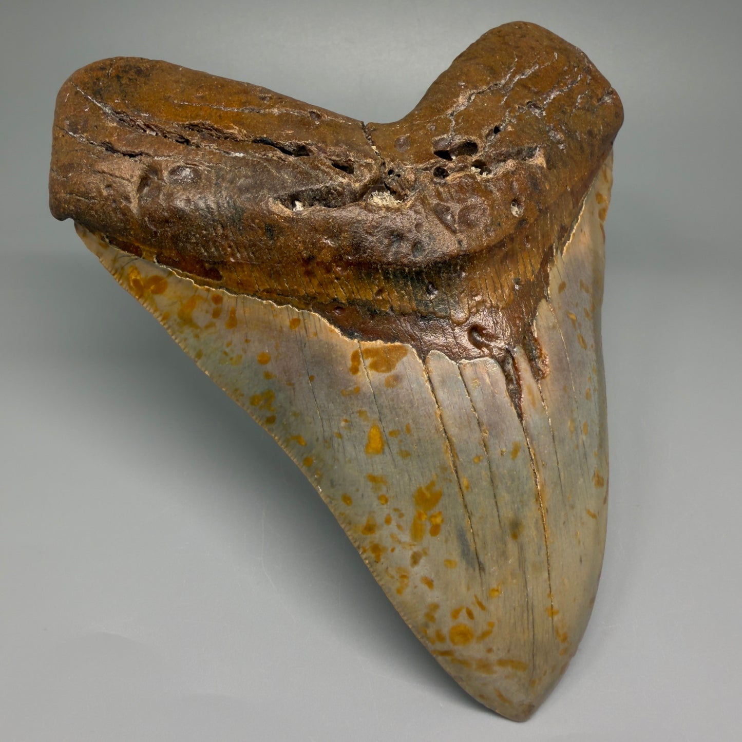Extra Large, WIDE 6.04" Fossil Megalodon Tooth - Wilmington North Carolina CM5378 - Front Left 2
