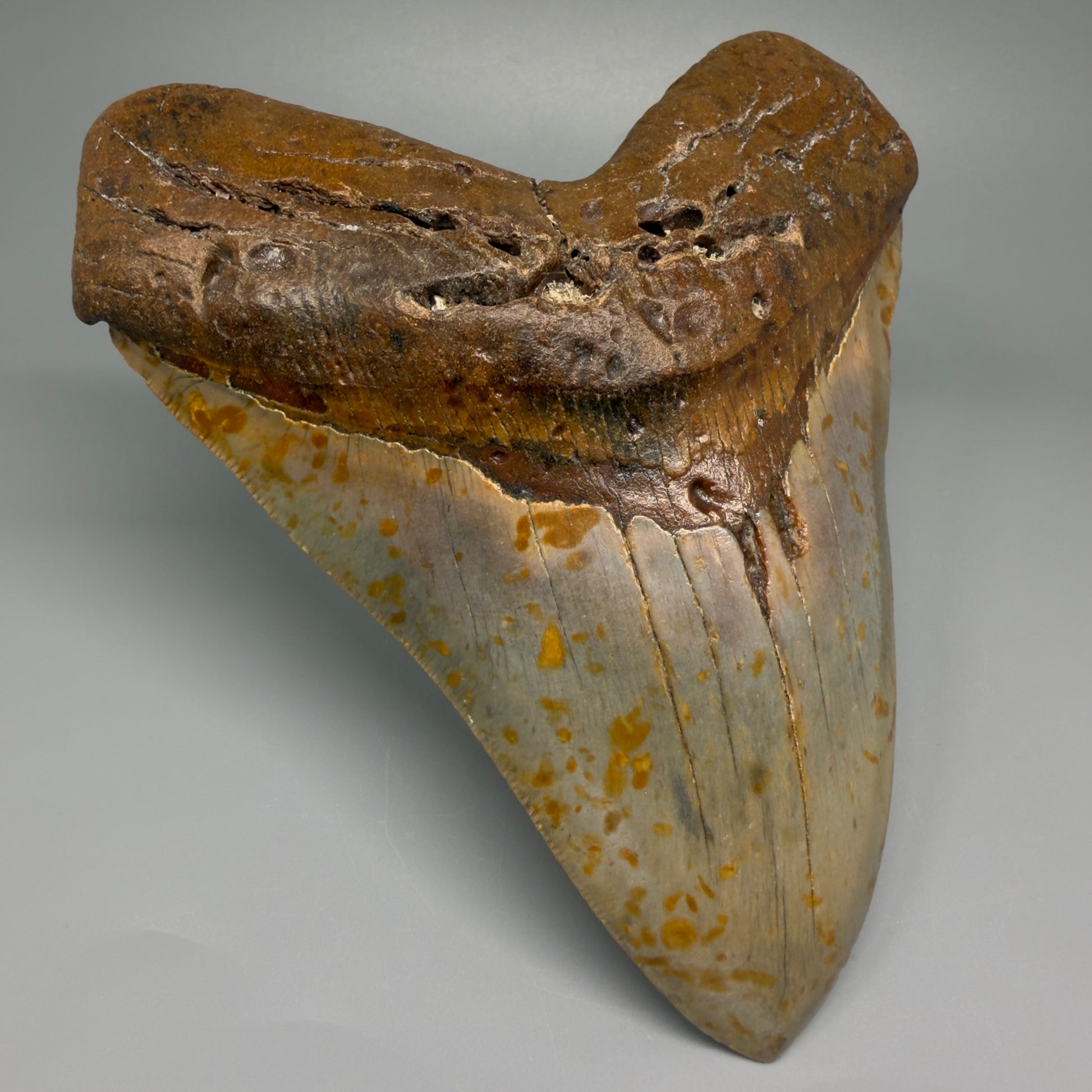 Extra Large, WIDE 6.04" Fossil Megalodon Tooth - Wilmington North Carolina CM5378 - Front Left 2