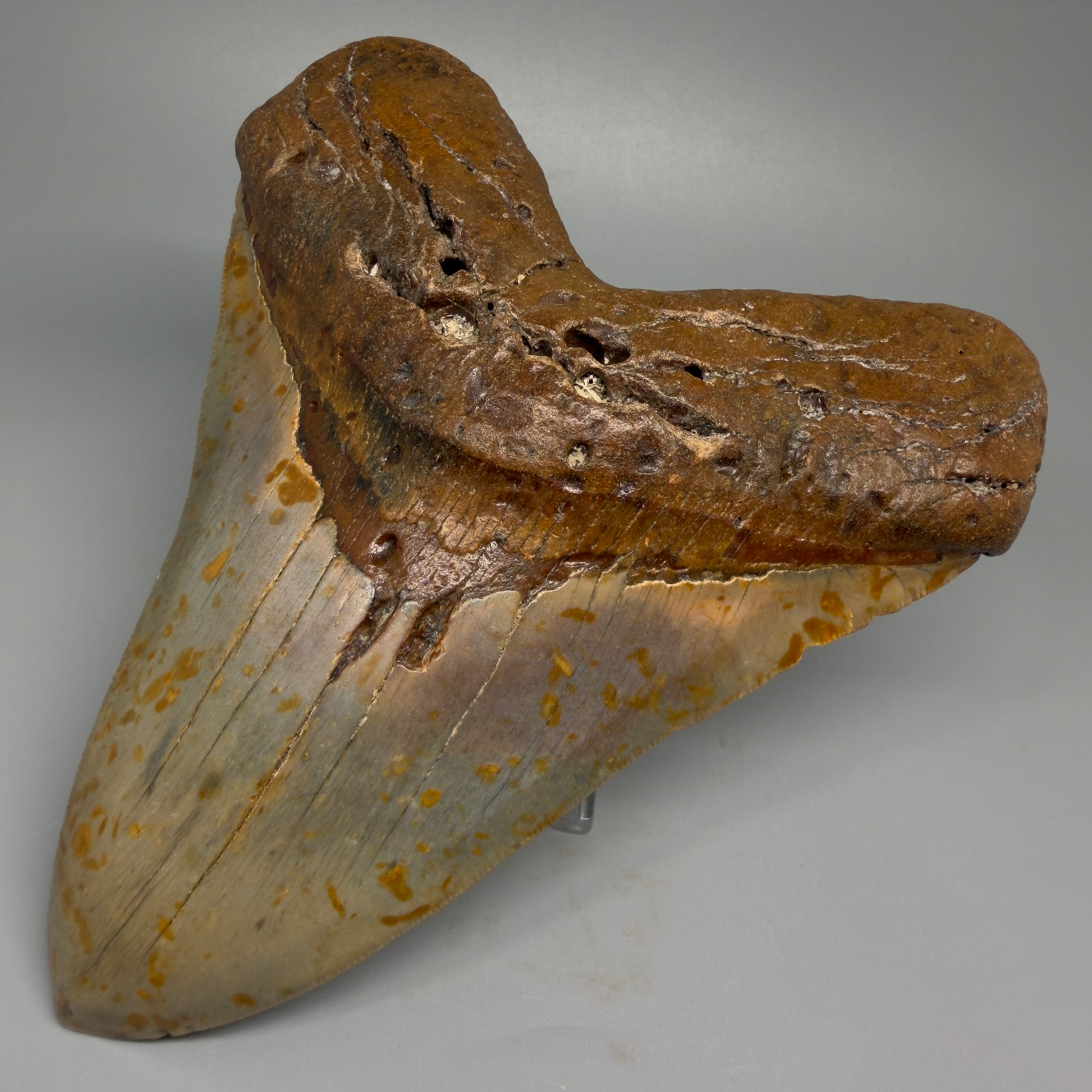 Extra Large, WIDE 6.04" Fossil Megalodon Tooth - Wilmington North Carolina CM5378 - Front Right 2