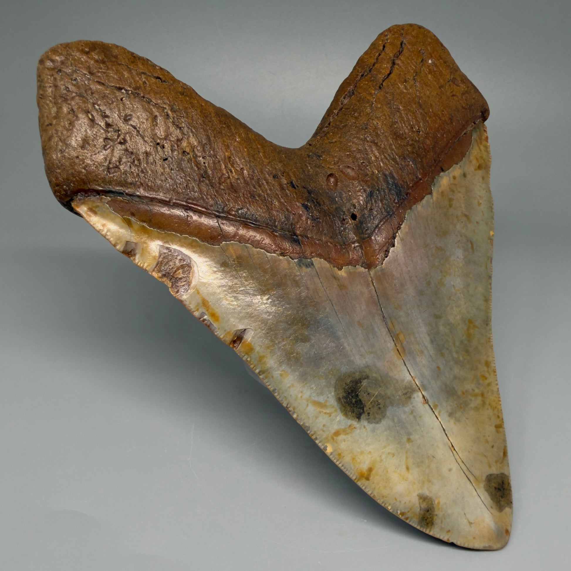 Extra Large, WIDE 6.04" Fossil Megalodon Tooth - Wilmington North Carolina CM5378 - Back Left 