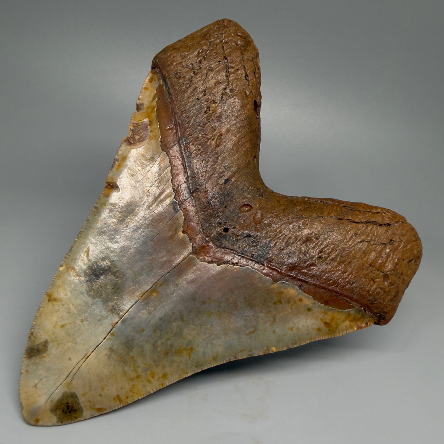 Extra Large, WIDE 6.04" Fossil Megalodon Tooth - Wilmington North Carolina CM5378 - Back Right
