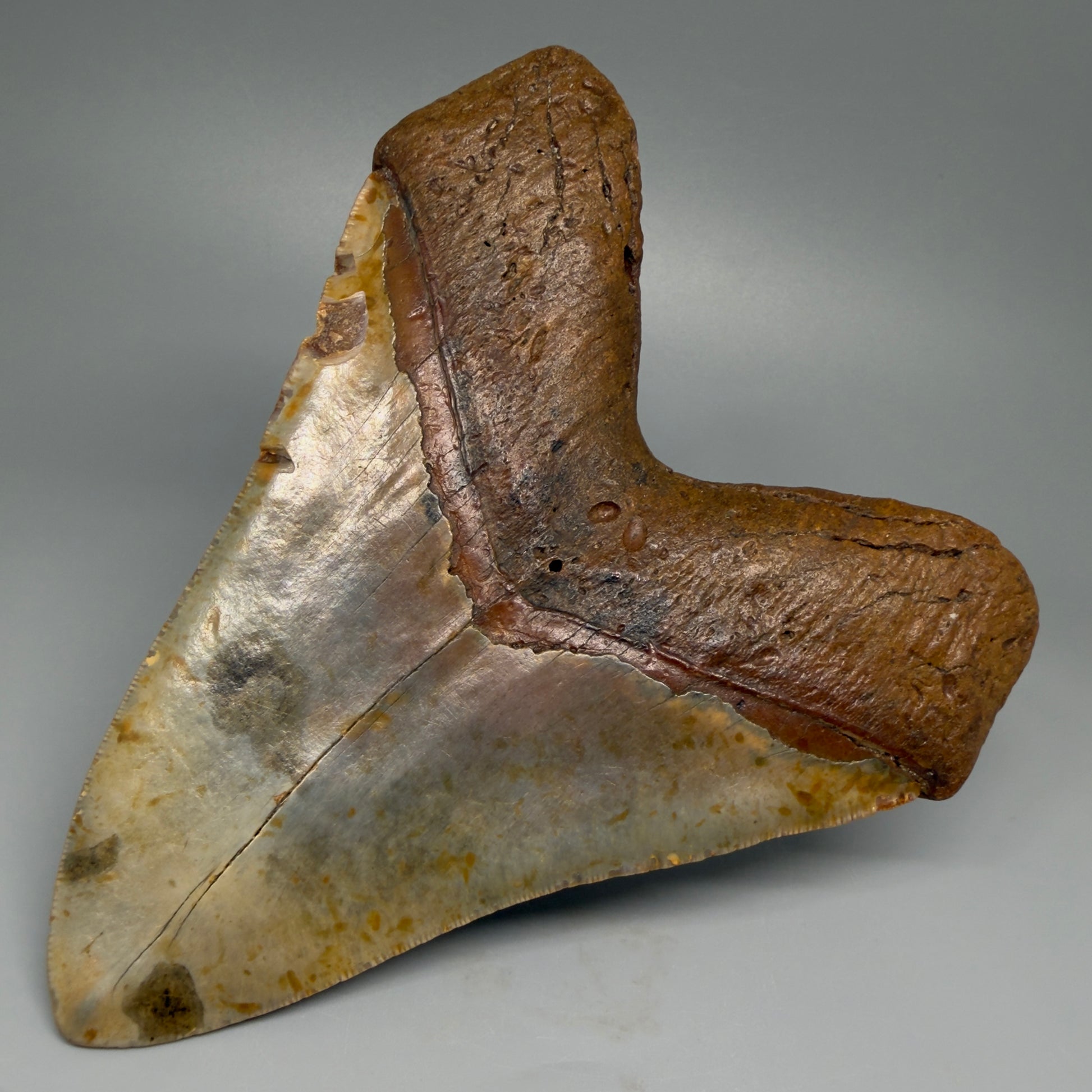 Extra Large, WIDE 6.04" Fossil Megalodon Tooth - Wilmington North Carolina CM5378 - Back Right