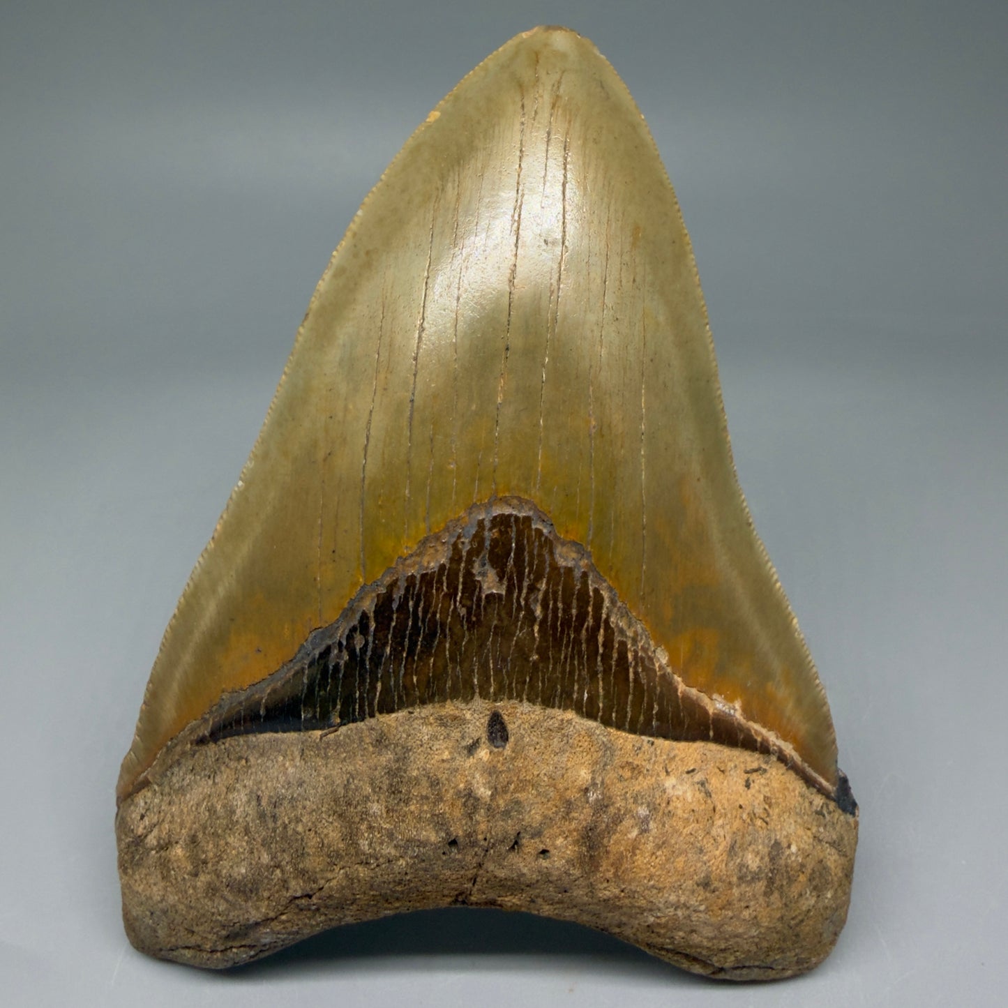 Front View Beautiful, Serrated 4.92" Fossil Megalodon Tooth - Wilmington North Carolina - Collector's Quality CM5851 - 2