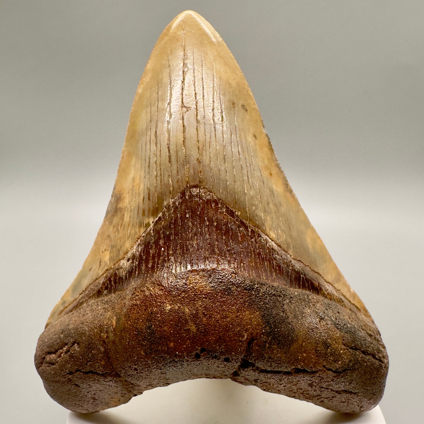Beautiful colors 3.78" Fossil Megalodon Shark Tooth:  Southeast USA megalodonteeth.com CM4771 - Front