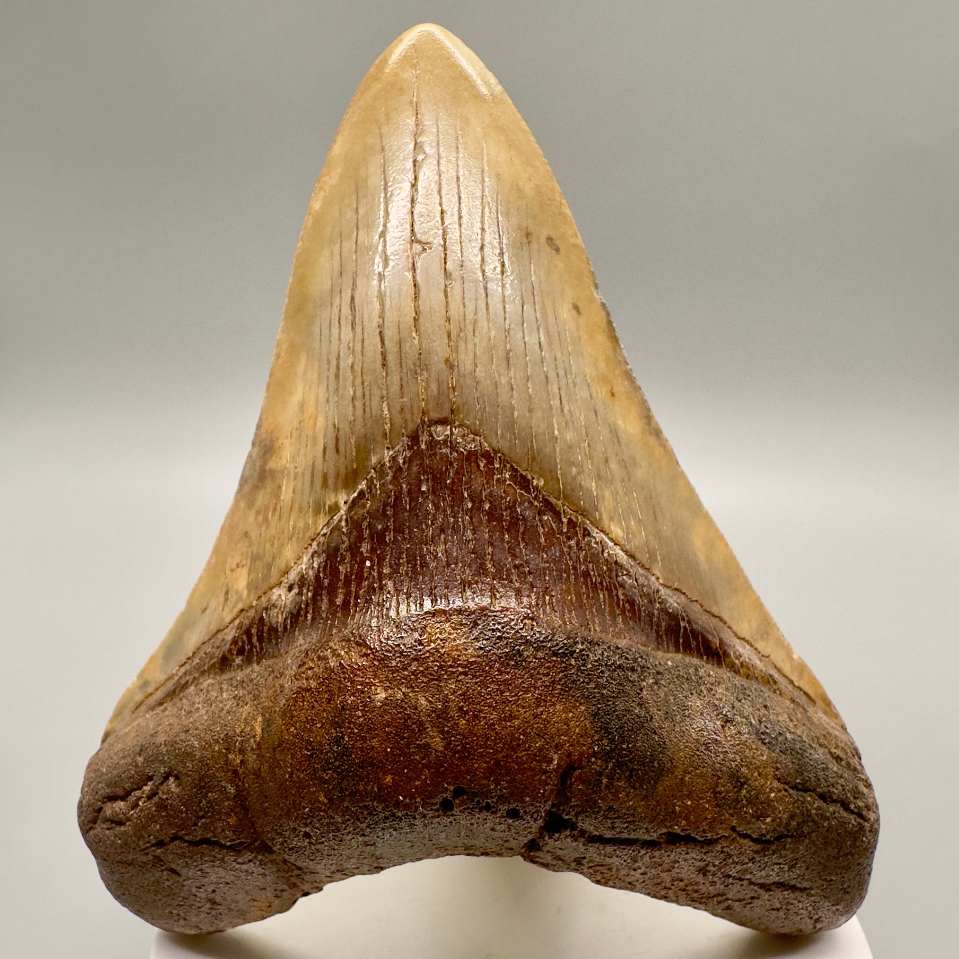 Beautiful colors 3.78" Fossil Megalodon Shark Tooth:  Southeast USA megalodonteeth.com CM4771 - Front