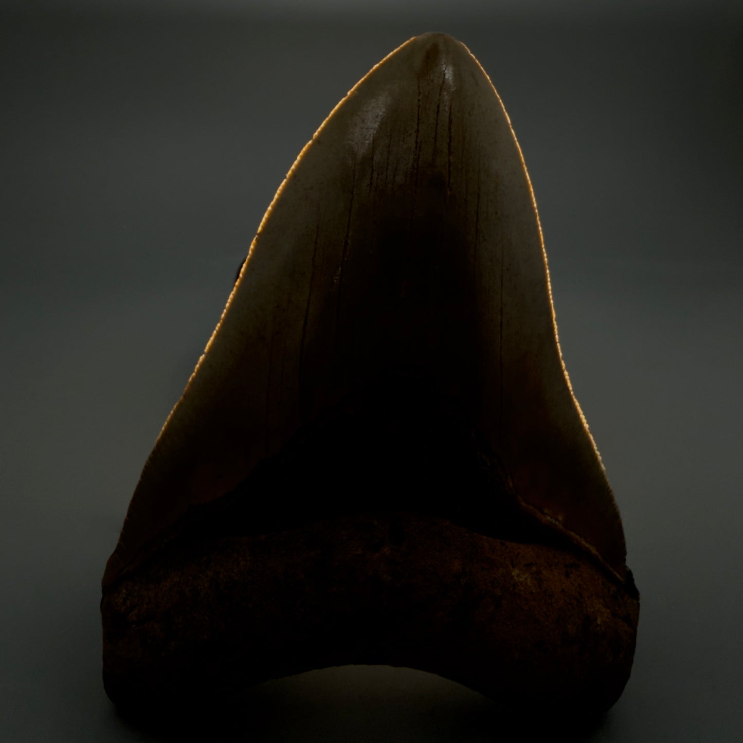 Front View Beautiful, Serrated 4.92" Fossil Megalodon Tooth - Wilmington North Carolina - Collector's Quality CM5851 - 1