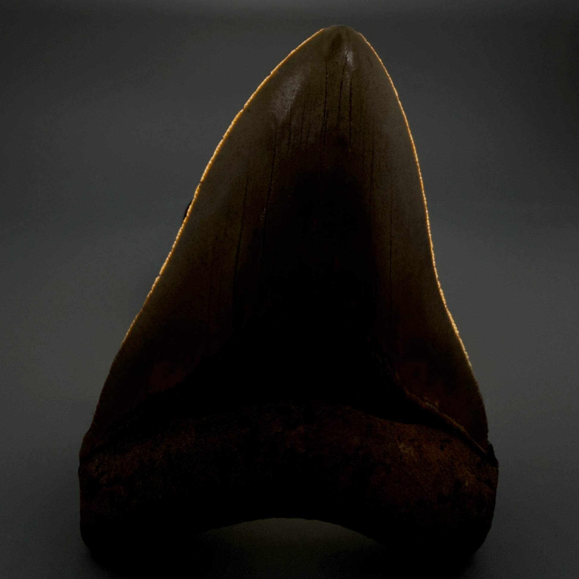 Front View Beautiful, Serrated 4.92" Fossil Megalodon Tooth - Wilmington North Carolina - Collector's Quality CM5851 - 1