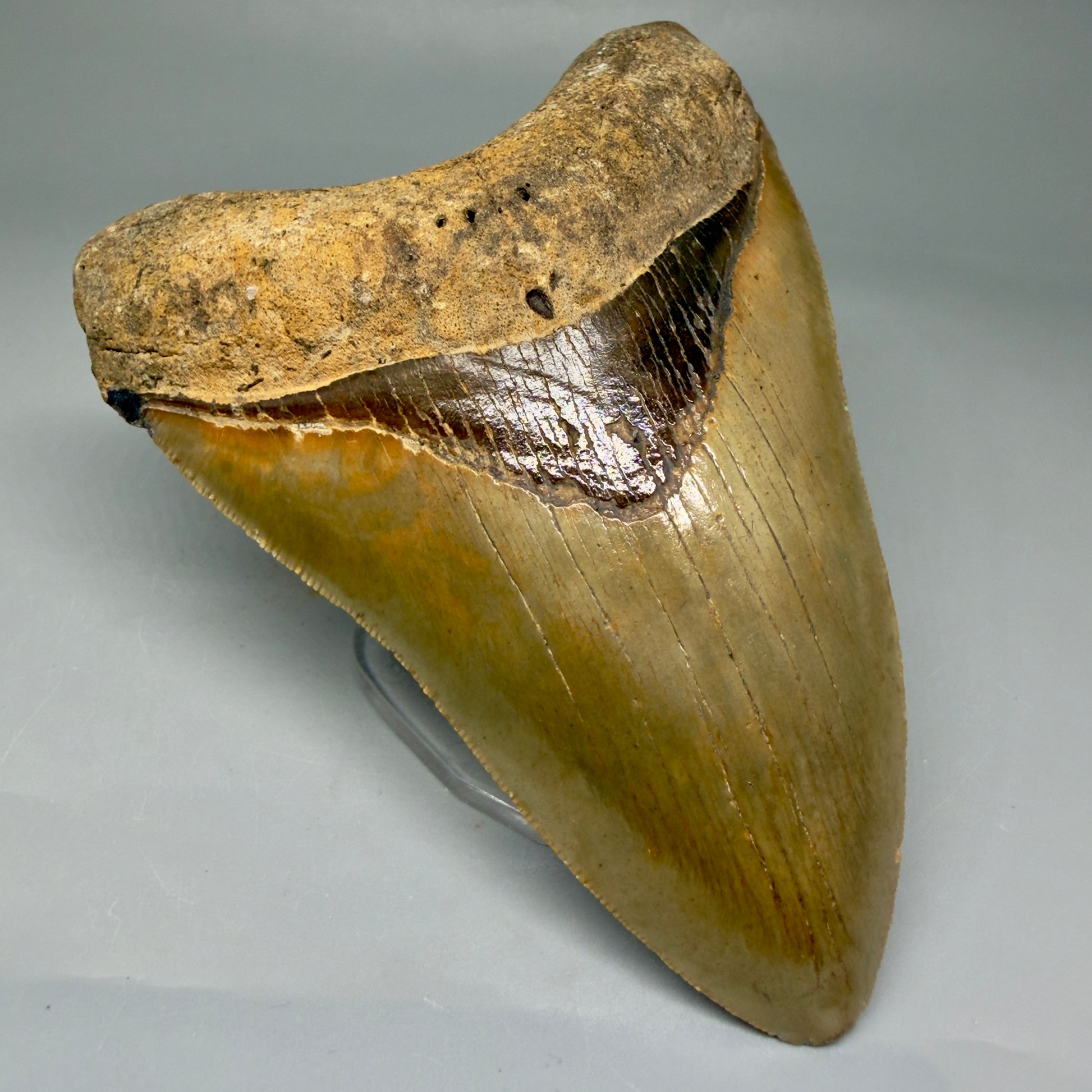 Front Left View Beautiful, Serrated 4.92" Fossil Megalodon Tooth - Wilmington North Carolina - Collector's Quality CM5851