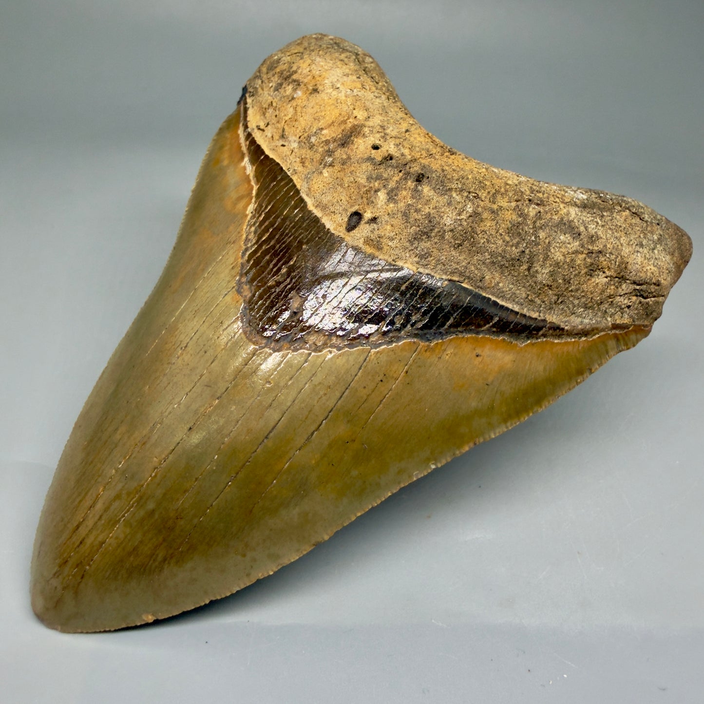 Front Right View Beautiful, Serrated 4.92" Fossil Megalodon Tooth - Wilmington North Carolina - Collector's Quality CM5851