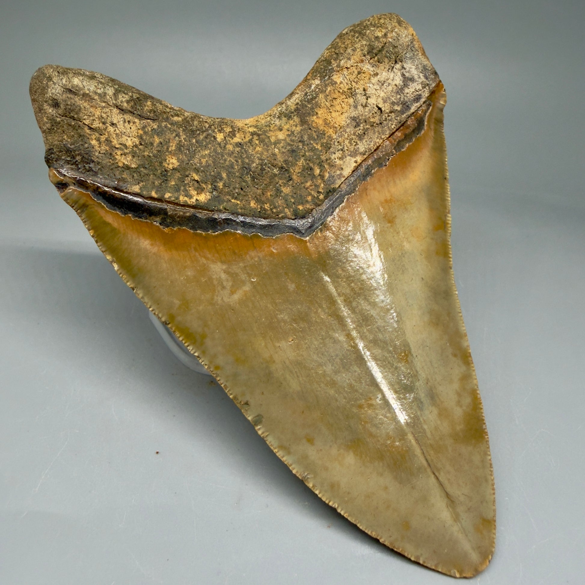 Back Left View Beautiful, Serrated 4.92" Fossil Megalodon Tooth - Wilmington North Carolina - Collector's Quality CM5851