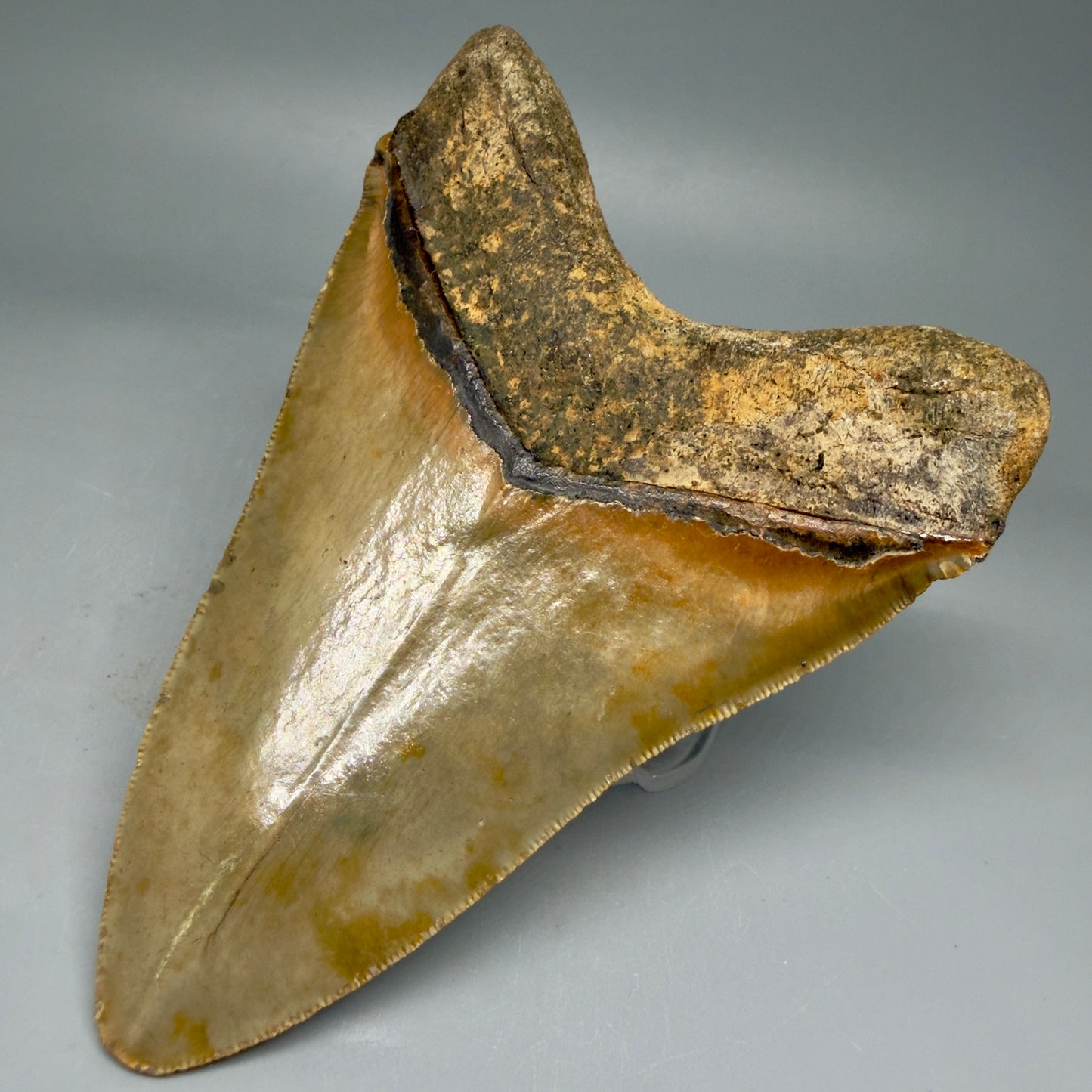 Back Right View Beautiful, Serrated 4.92" Fossil Megalodon Tooth - Wilmington North Carolina - Collector's Quality CM5851