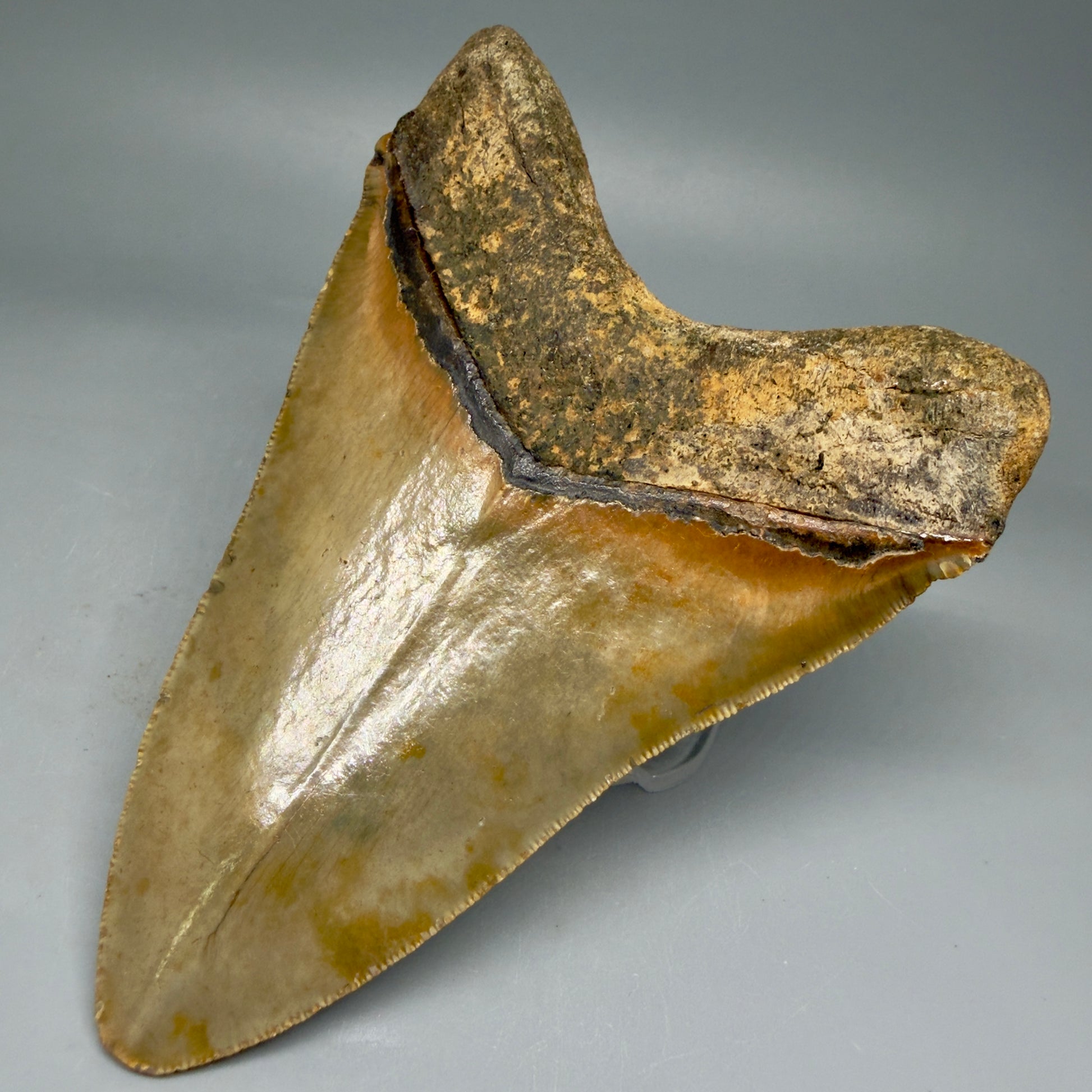 Back Right View Beautiful, Serrated 4.92" Fossil Megalodon Tooth - Wilmington North Carolina - Collector's Quality CM5851