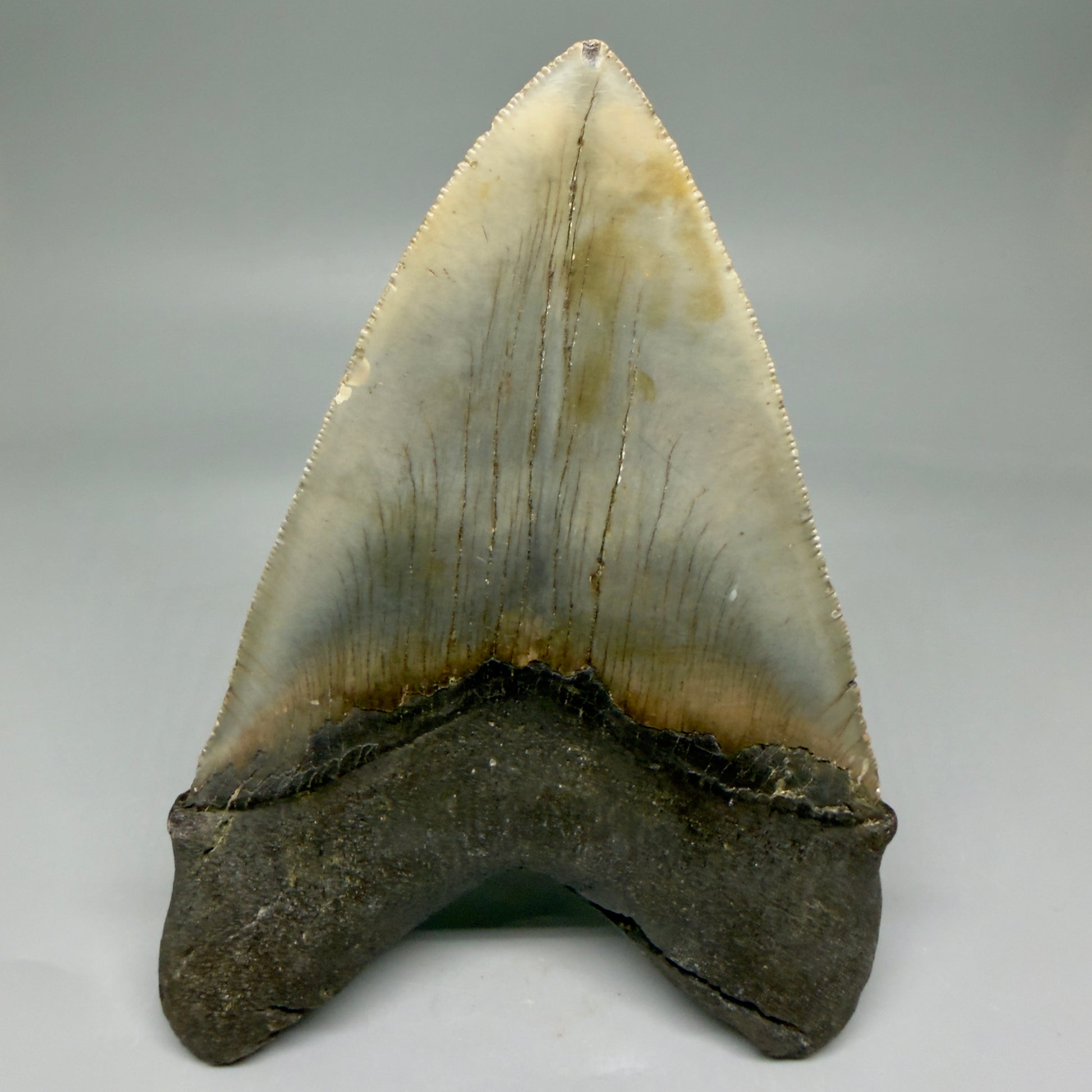 Back View LARGE, serrated 5.49" Fossil Megalodon Tooth - Wilmington North Carolina - Collector's Quality CM3853