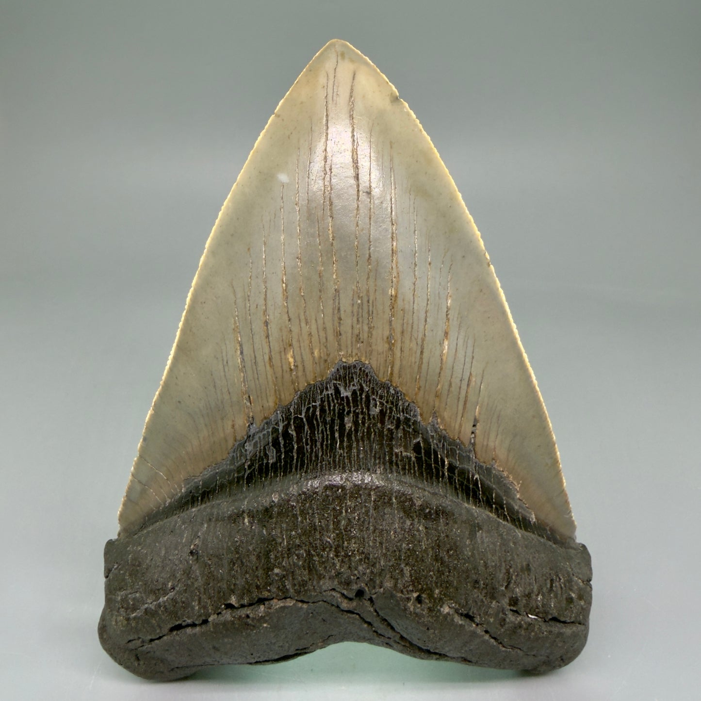 Front View LARGE, serrated 5.49" Fossil Megalodon Tooth - Wilmington North Carolina - Collector's Quality CM3853 - 2
