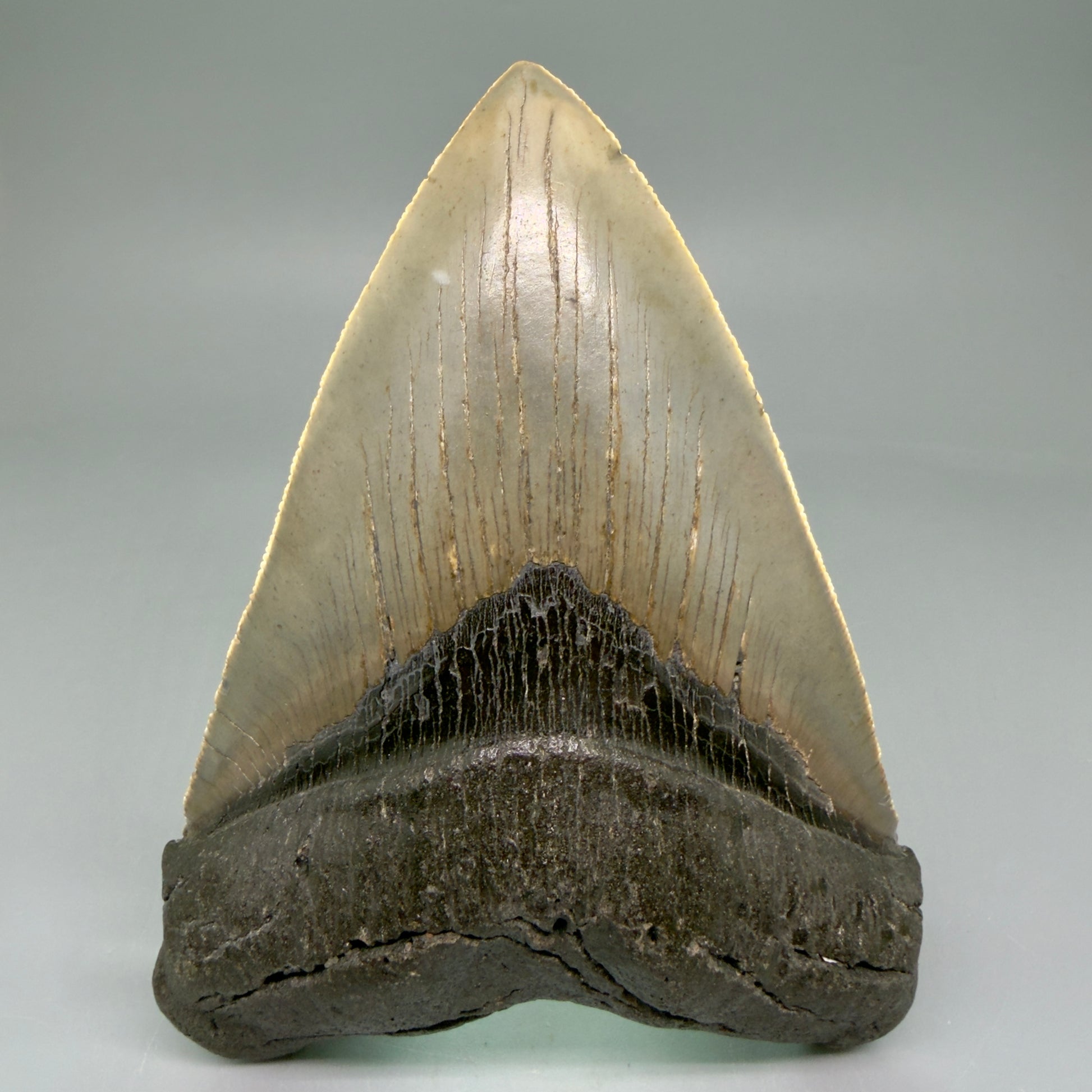Front View LARGE, serrated 5.49" Fossil Megalodon Tooth - Wilmington North Carolina - Collector's Quality CM3853 - 2
