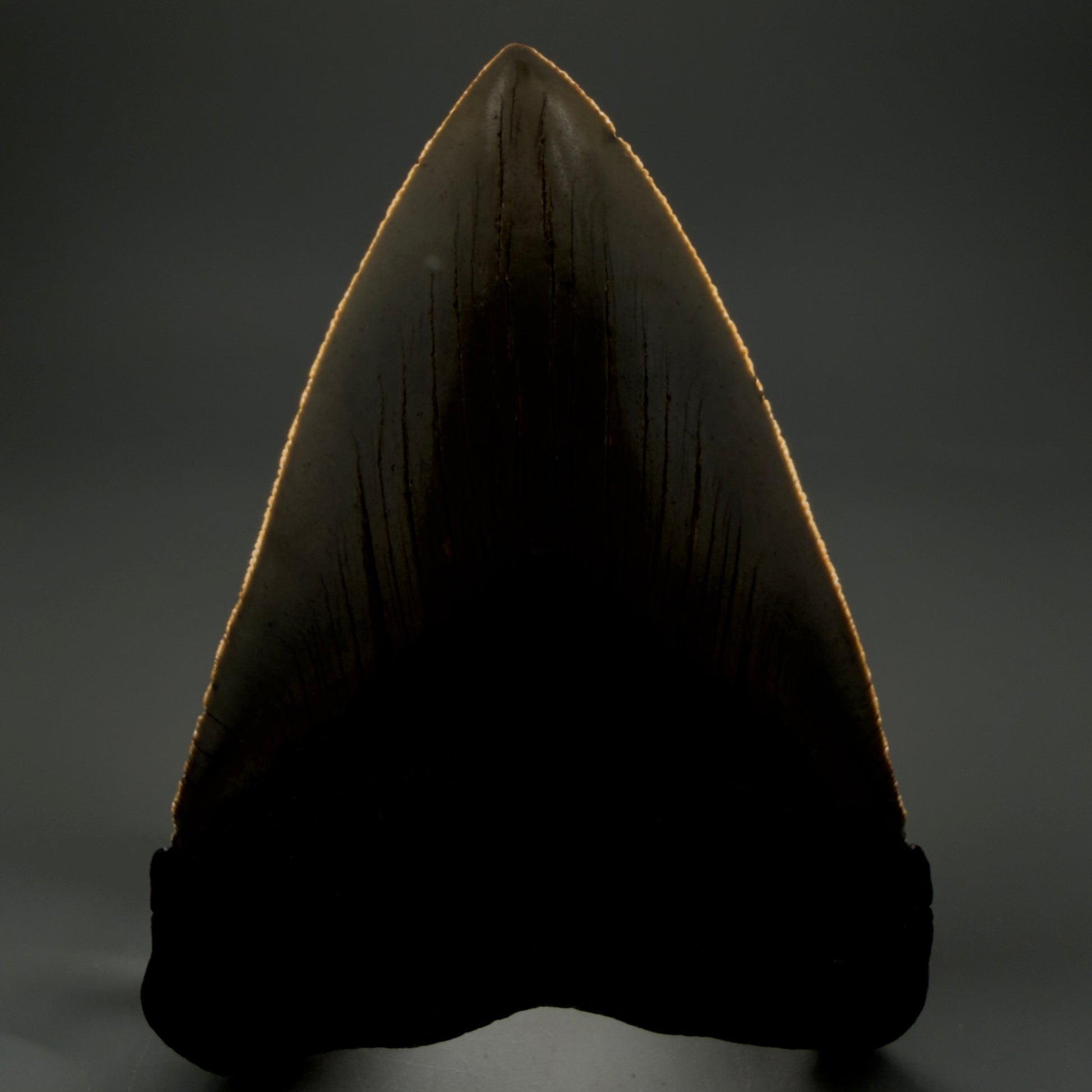 Front View LARGE, serrated 5.49" Fossil Megalodon Tooth - Wilmington North Carolina - Collector's Quality CM3853 - 1