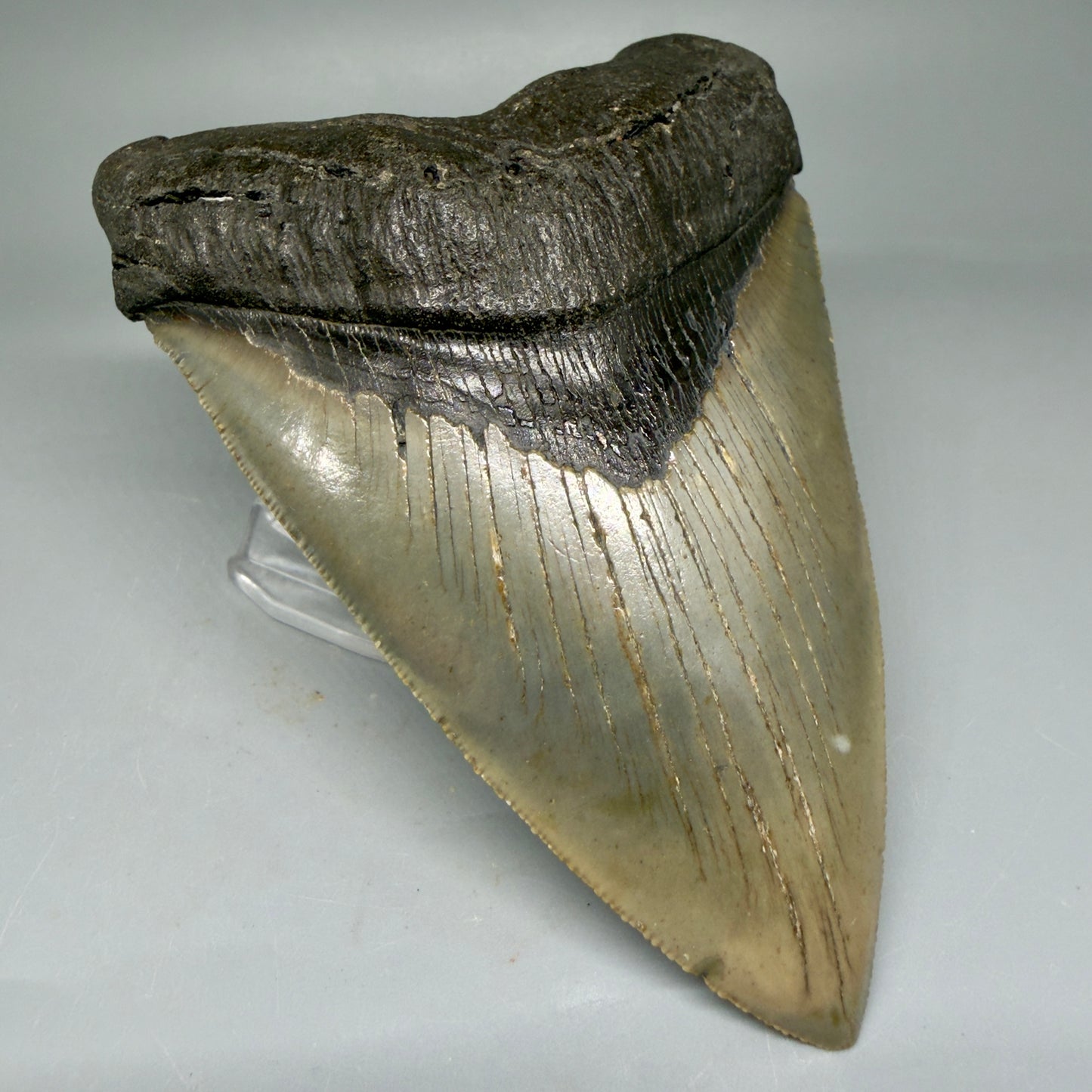 Front Left View LARGE, serrated 5.49" Fossil Megalodon Tooth - Wilmington North Carolina - Collector's Quality CM3853 