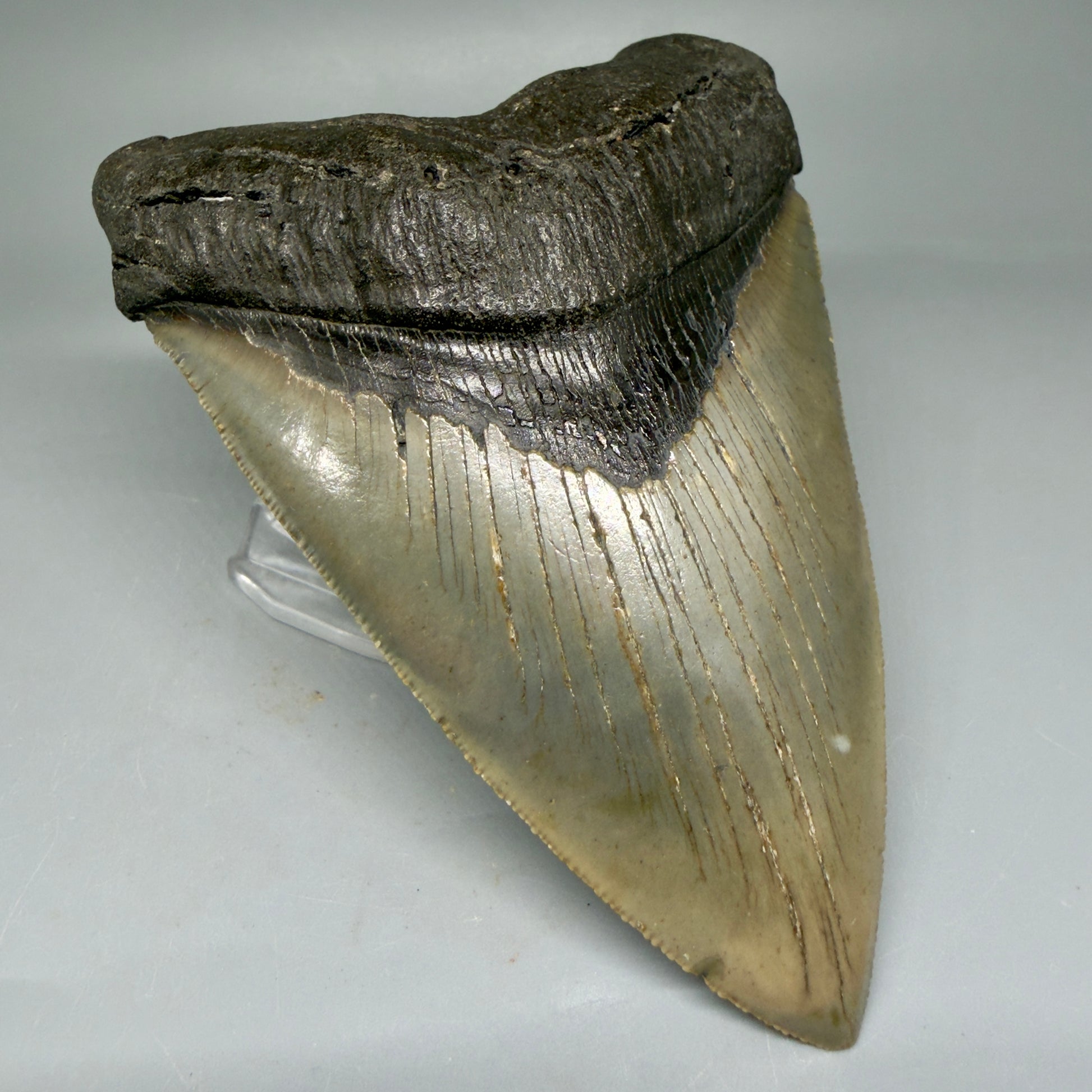 Front Left View LARGE, serrated 5.49" Fossil Megalodon Tooth - Wilmington North Carolina - Collector's Quality CM3853 