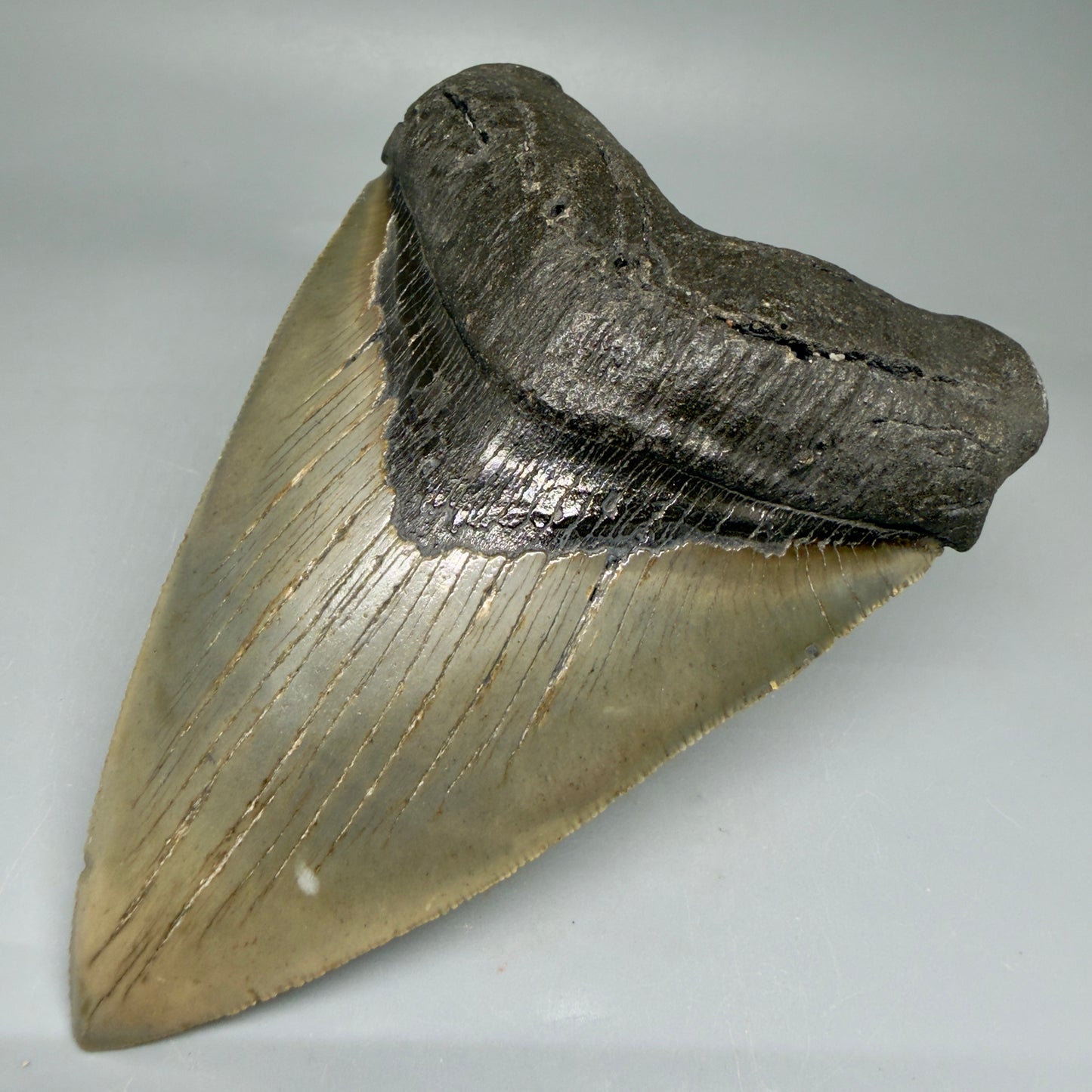 Front Right View LARGE, serrated 5.49" Fossil Megalodon Tooth - Wilmington North Carolina - Collector's Quality CM3853