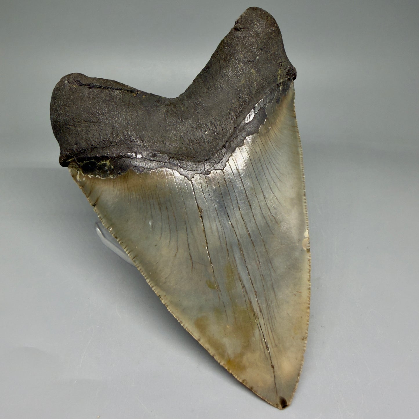 Back Left View LARGE, serrated 5.49" Fossil Megalodon Tooth - Wilmington North Carolina - Collector's Quality CM3853