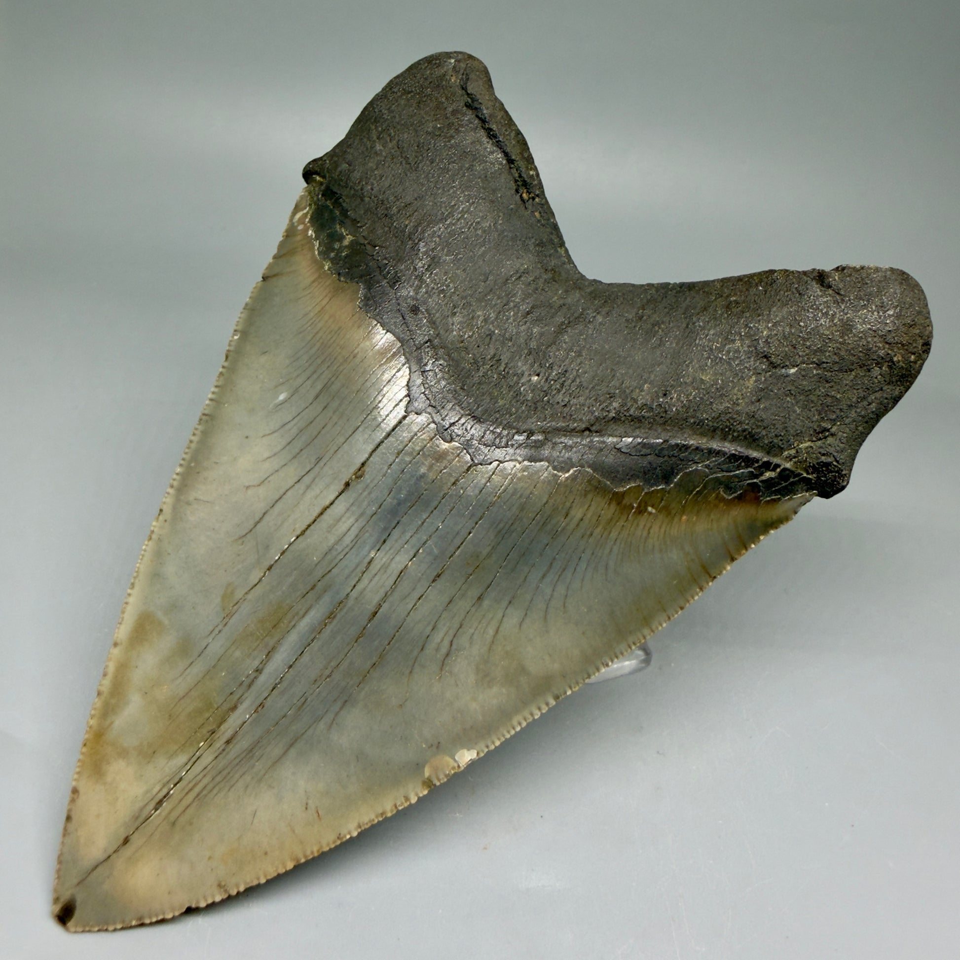 Back Right View LARGE, serrated 5.49" Fossil Megalodon Tooth - Wilmington North Carolina - Collector's Quality CM3853