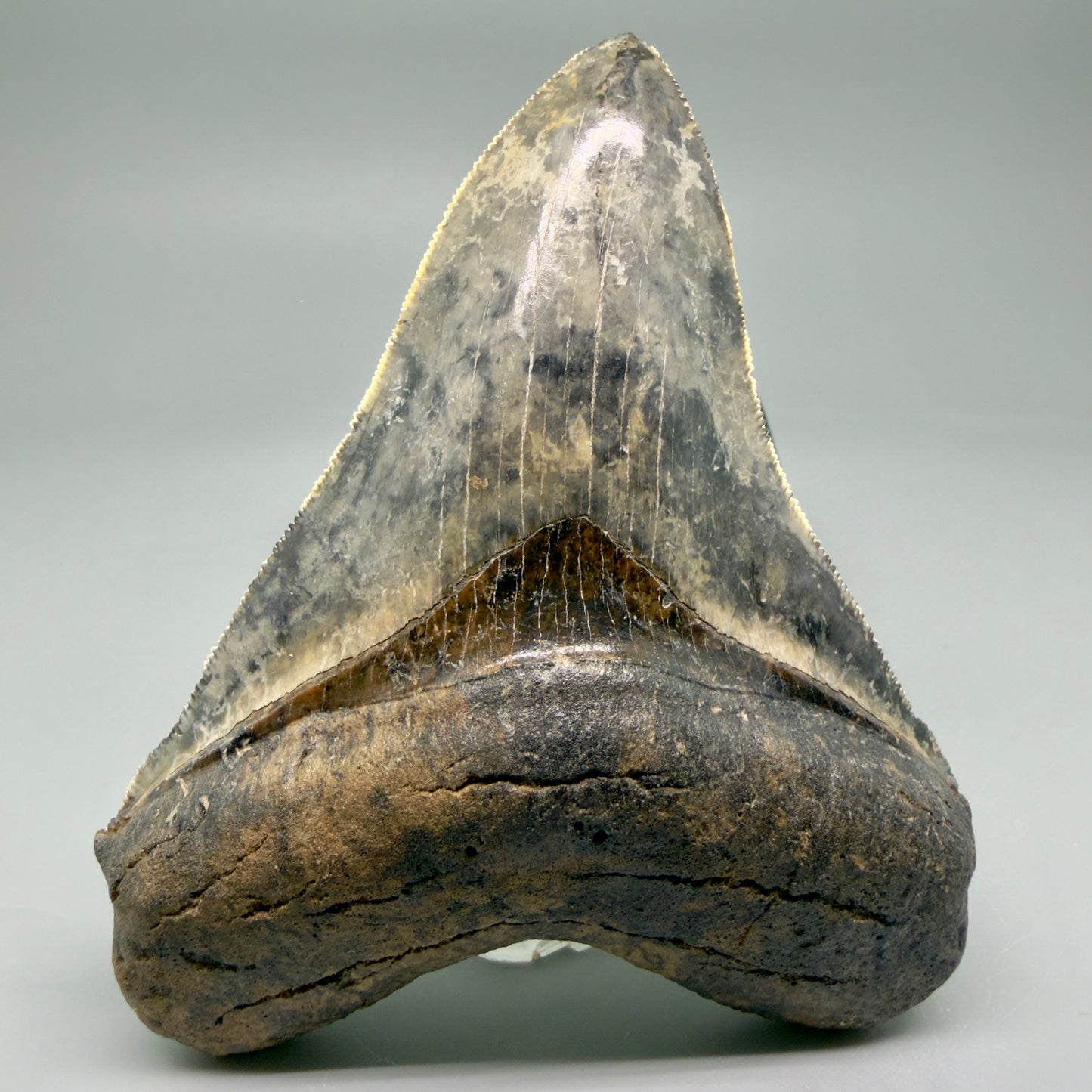 Front View Collector's Quality 4.30" Fossil Megalodon Shark Tooth - Venice, Florida CM5854 - 1