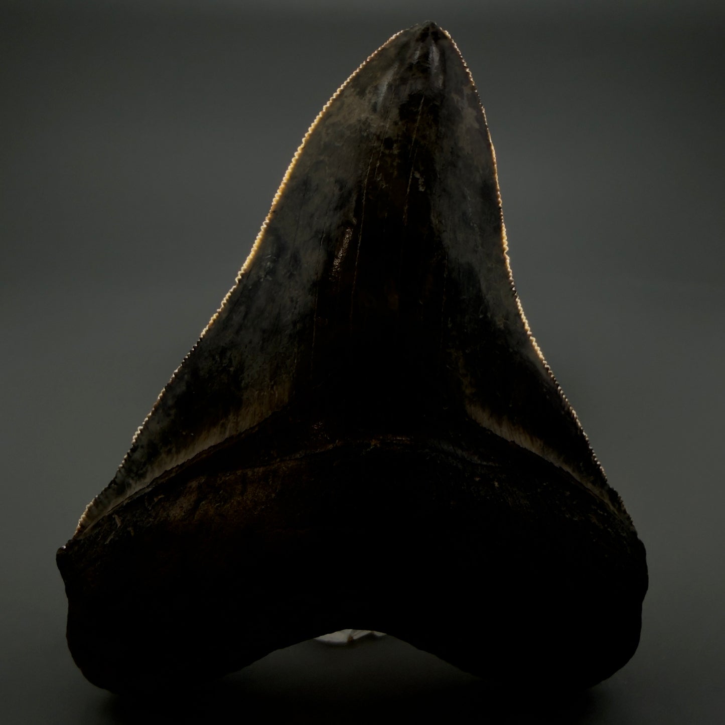 Front View Collector's Quality 4.30" Fossil Megalodon Shark Tooth - Venice, Florida CM5854 - 2