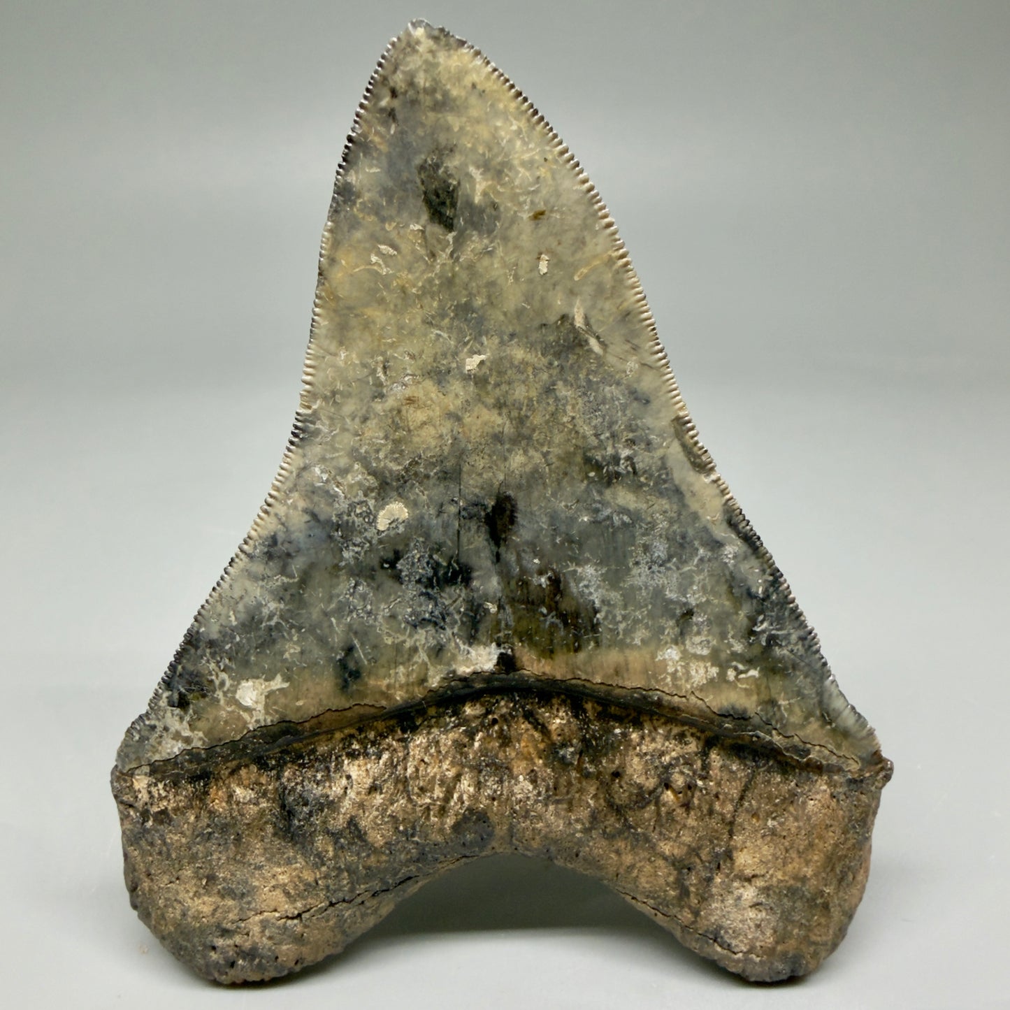 Back Left View Collector's Quality 4.30" Fossil Megalodon Shark Tooth - Venice, Florida CM5854 - 1