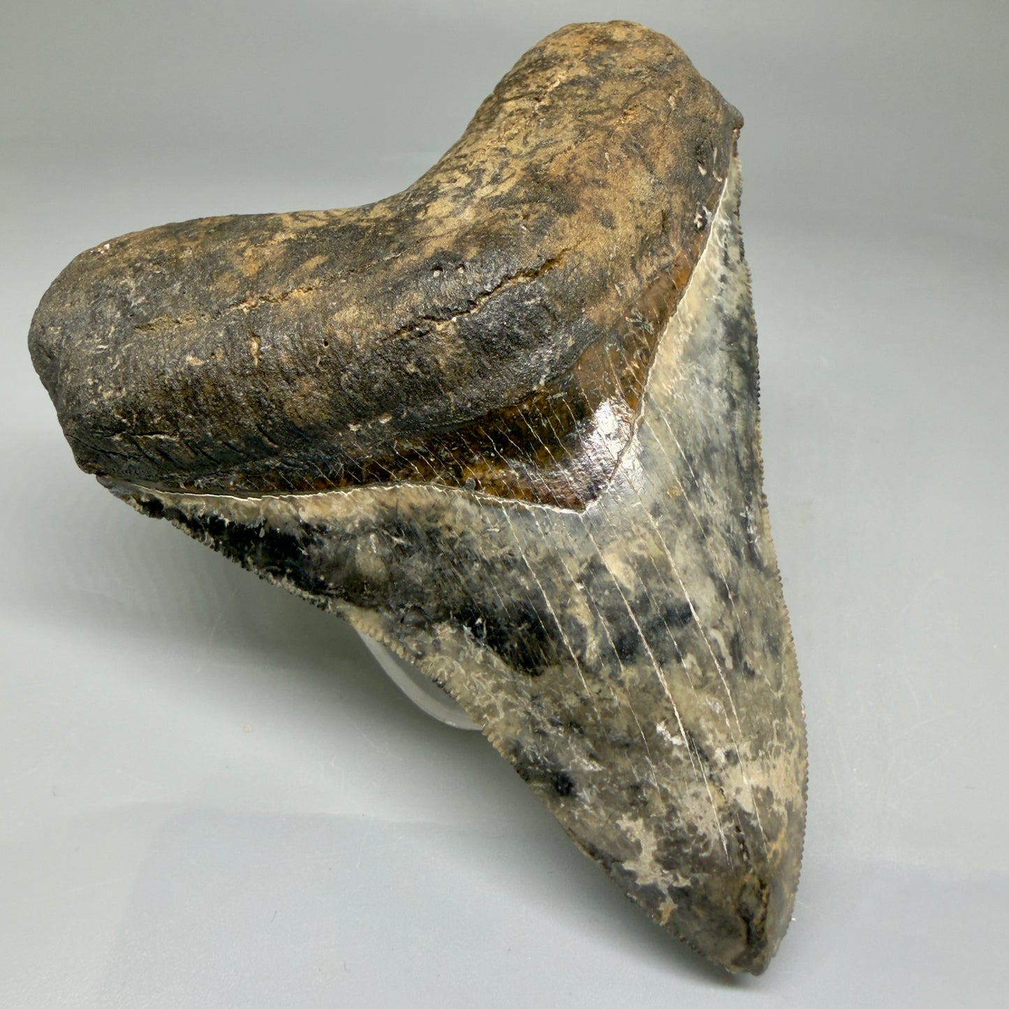 Front Left View Collector's Quality 4.30" Fossil Megalodon Shark Tooth - Venice, Florida CM5854