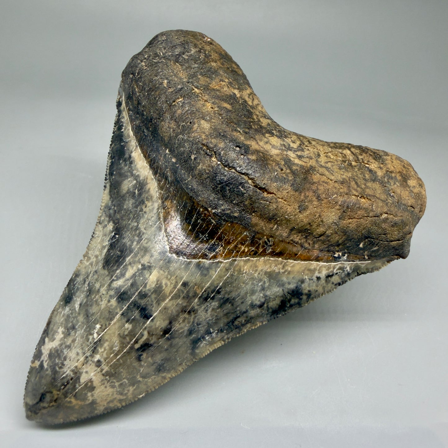 Front Right View Collector's Quality 4.30" Fossil Megalodon Shark Tooth - Venice, Florida CM5854