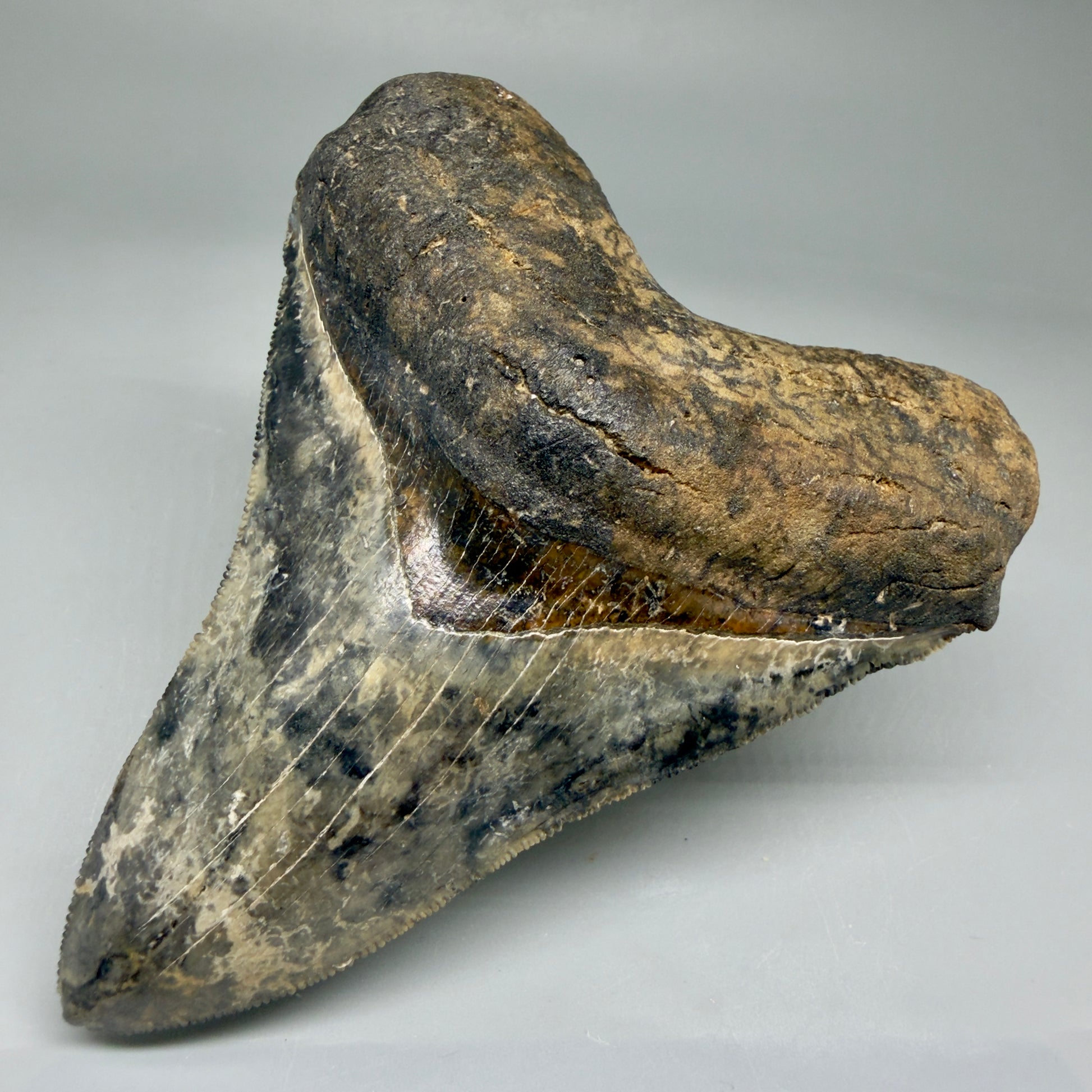 Front Right View Collector's Quality 4.30" Fossil Megalodon Shark Tooth - Venice, Florida CM5854