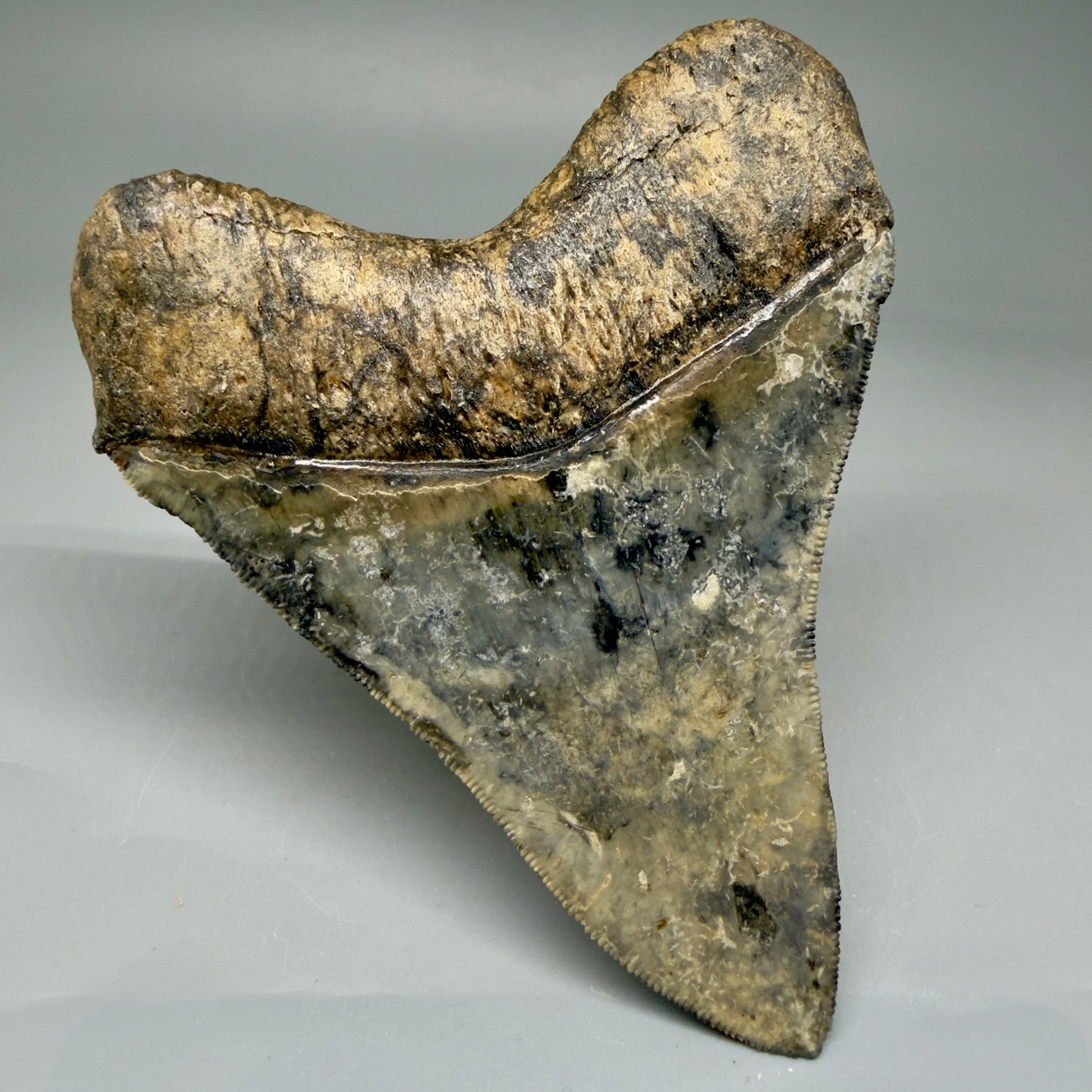 Back Left View Collector's Quality 4.30" Fossil Megalodon Shark Tooth - Venice, Florida CM5854