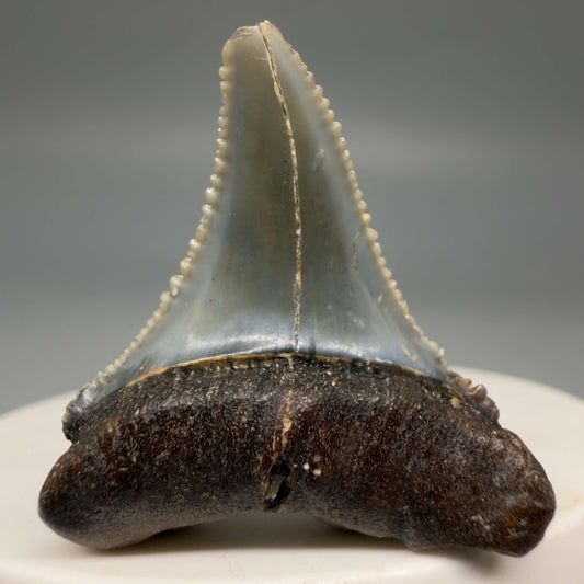 Very colorful, sharply serrated 1.36" long Fossil Great White Tooth from the deserts of Peru