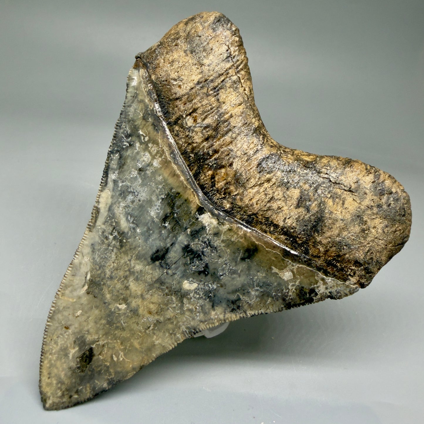 Back Right View Collector's Quality 4.30" Fossil Megalodon Shark Tooth - Venice, Florida CM5854
