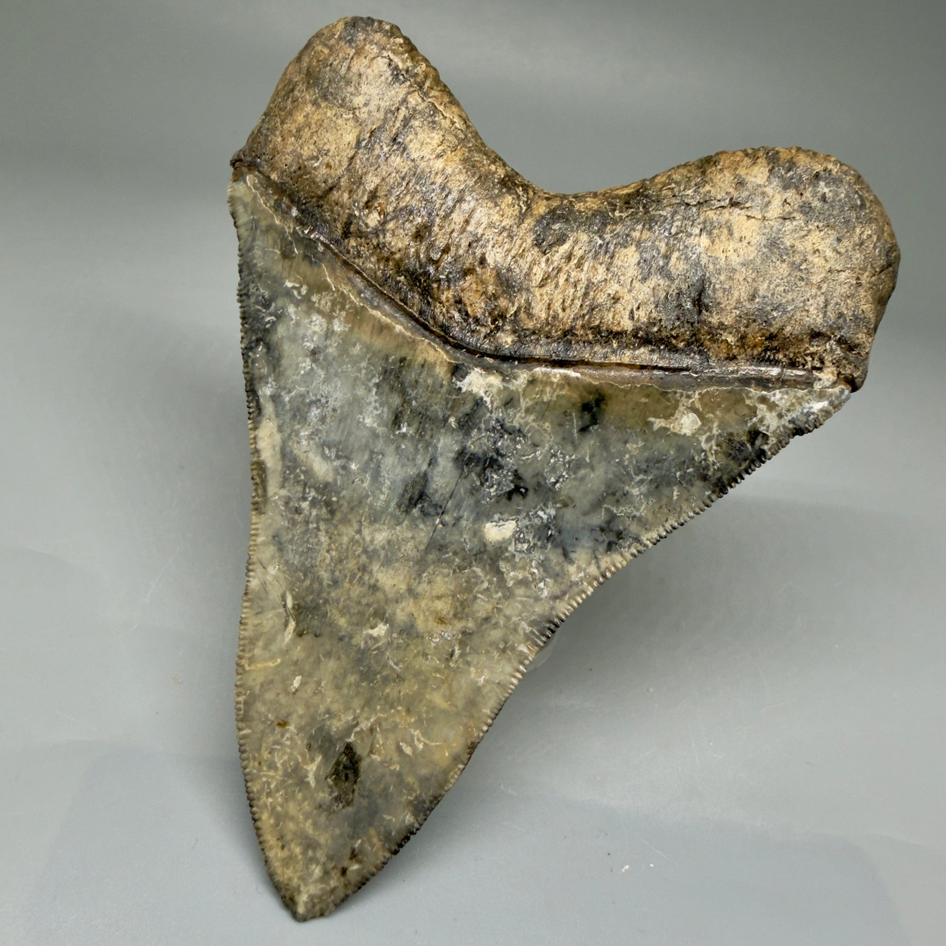 Back View Collector's Quality 4.30" Fossil Megalodon Shark Tooth - Venice, Florida CM5854