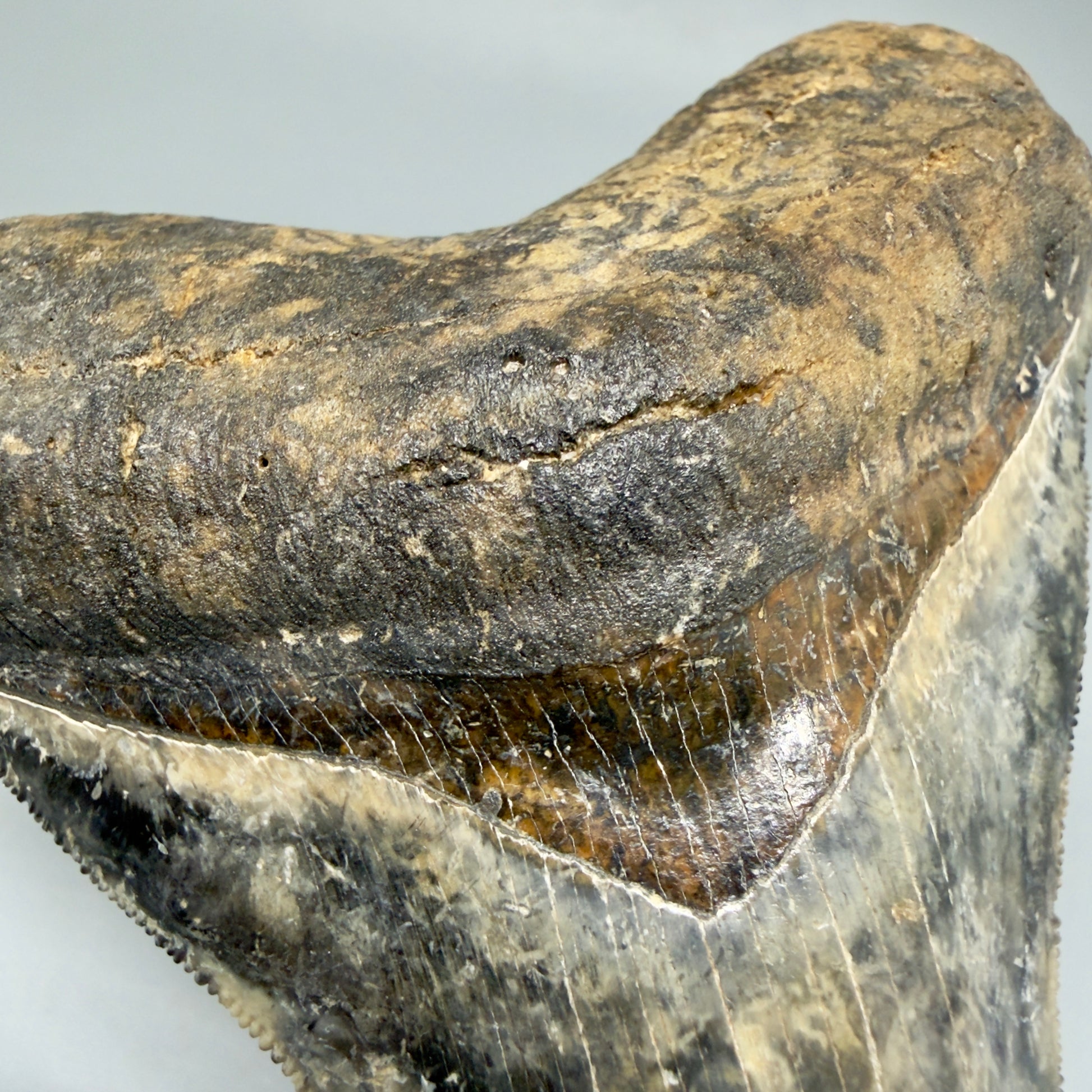 Bourlette Detail Collector's Quality 4.30" Fossil Megalodon Shark Tooth - Venice, Florida CM5854